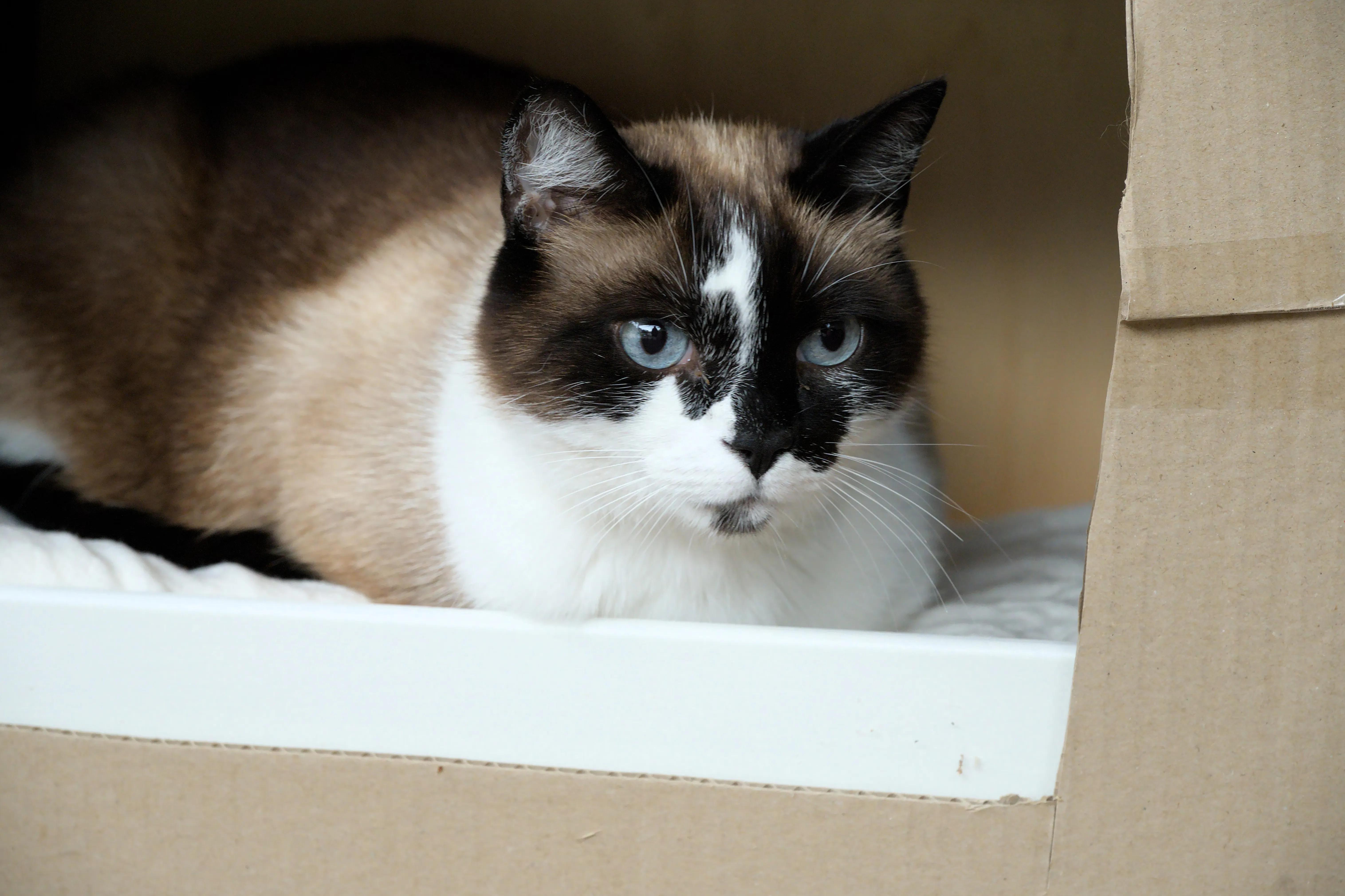 Is an Automatic Litter Box Worth It? A Buyer's Checklist