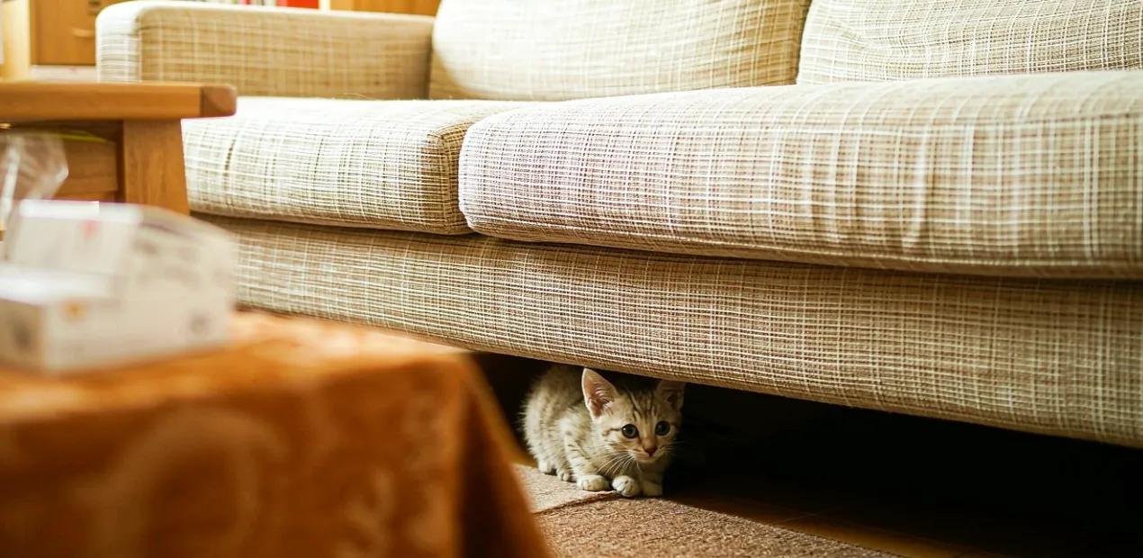 Why Your New Cat Hides (and How to Build Trust the Slow Way)