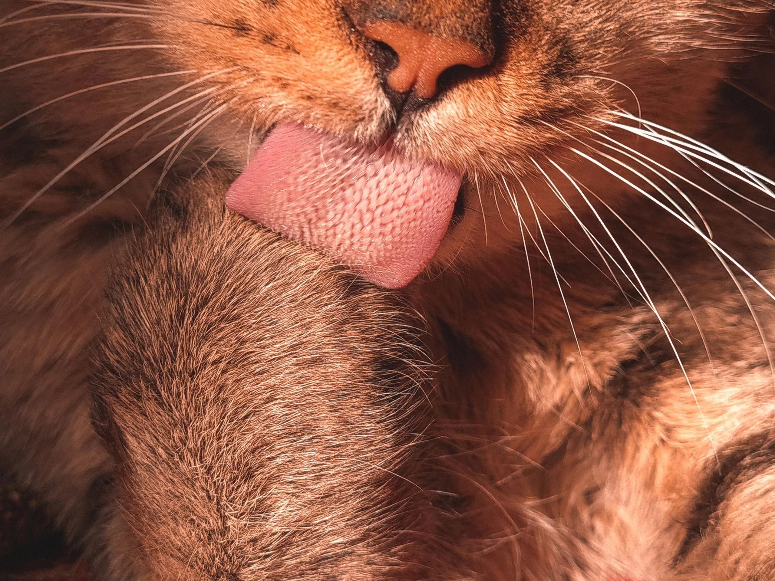 A cat stretching awake after a nap