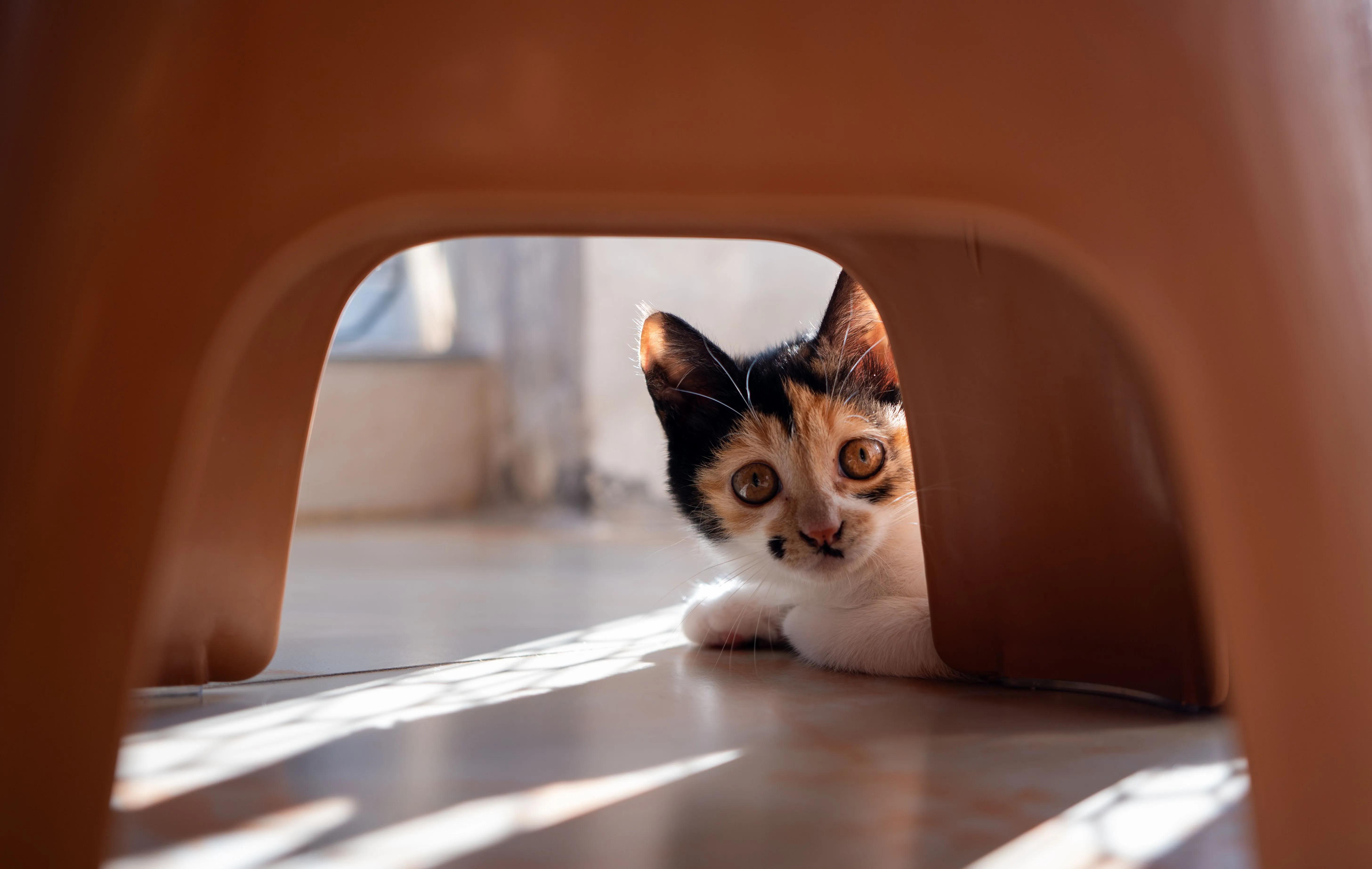 A person reading quietly on the floor while a cat watches from a short distance