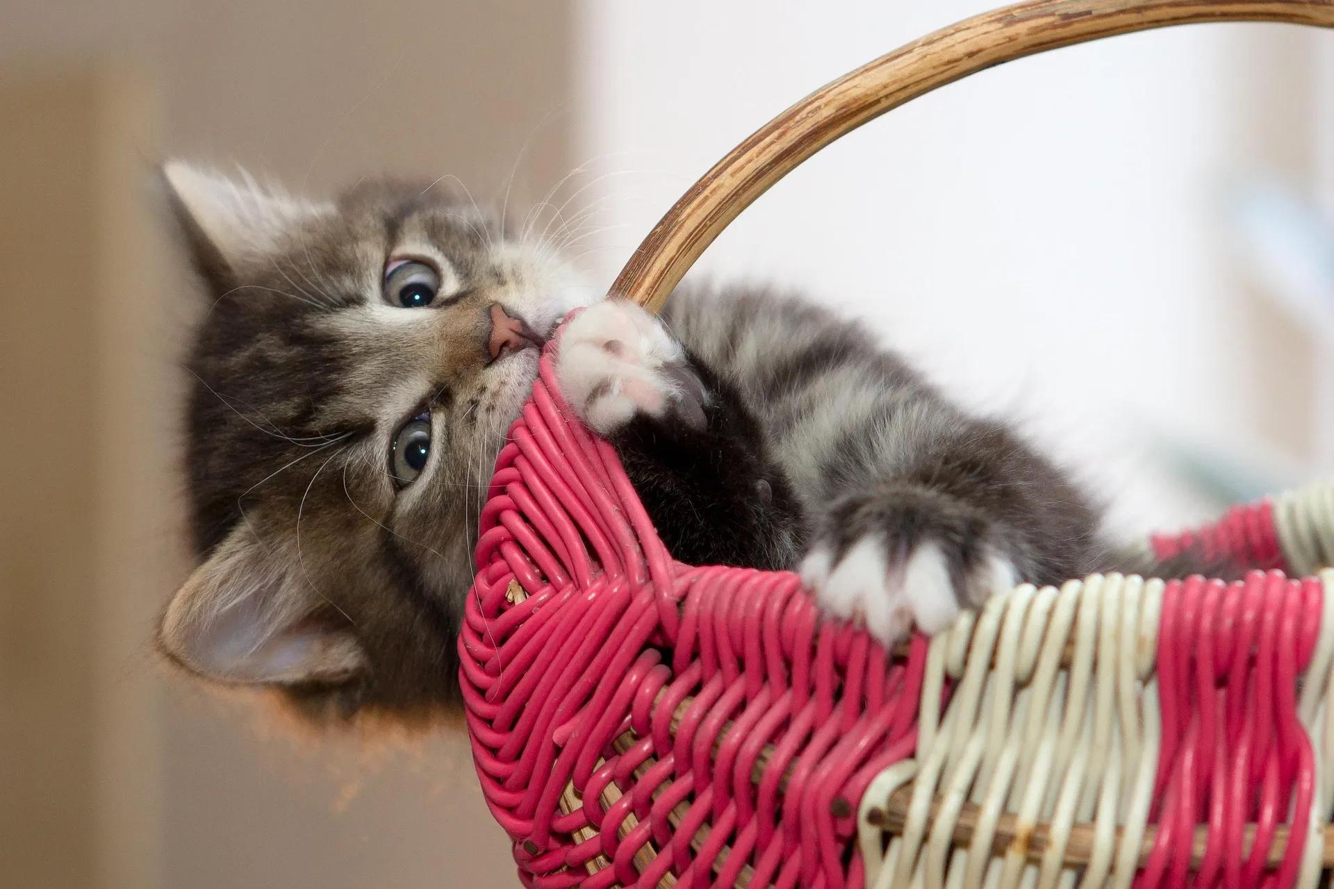 A veterinarian giving a young kitten its first core vaccine during a checkup