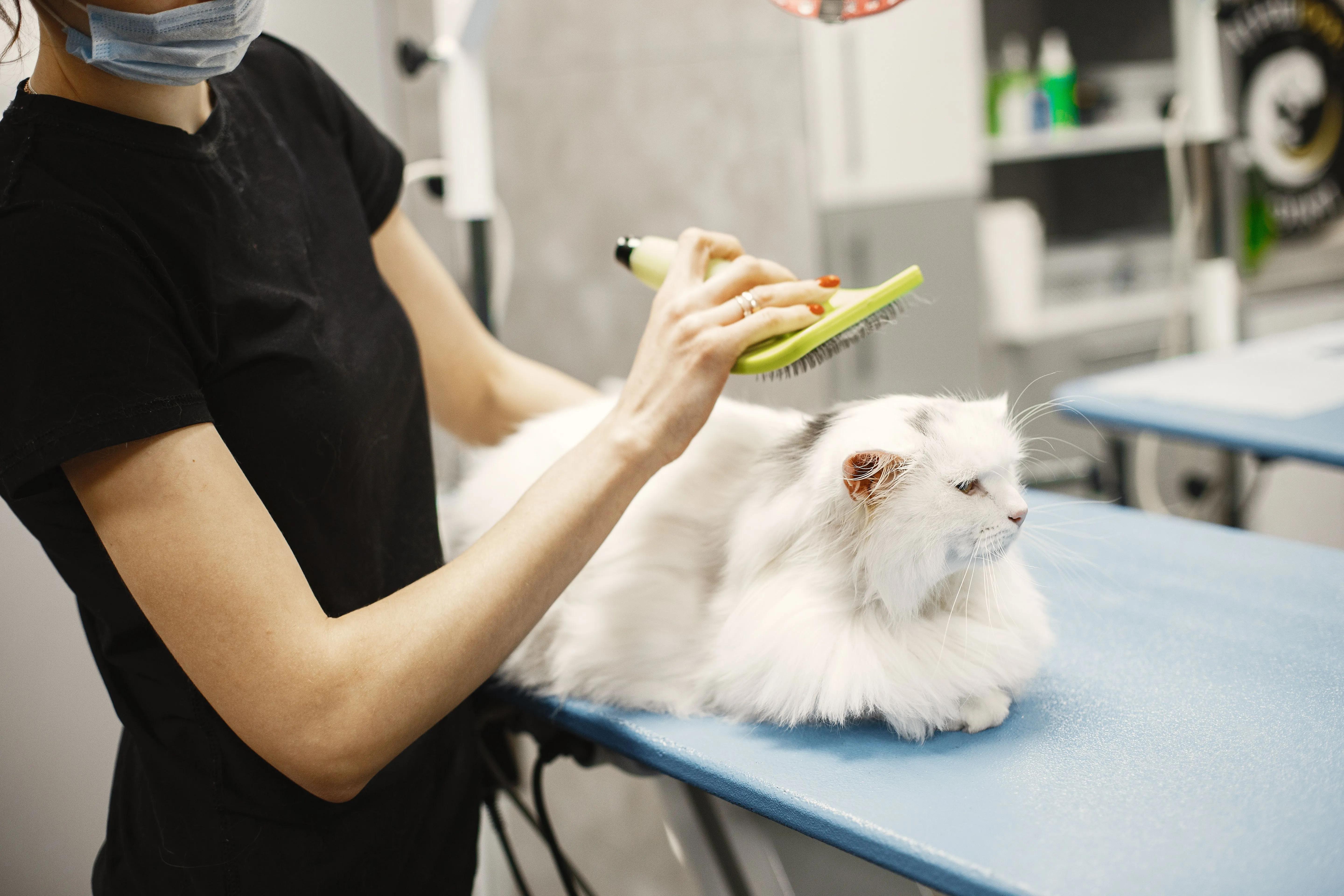 Shedding Twice a Year, Half a Year Each Time: The Complete Guide to Cat Shedding
