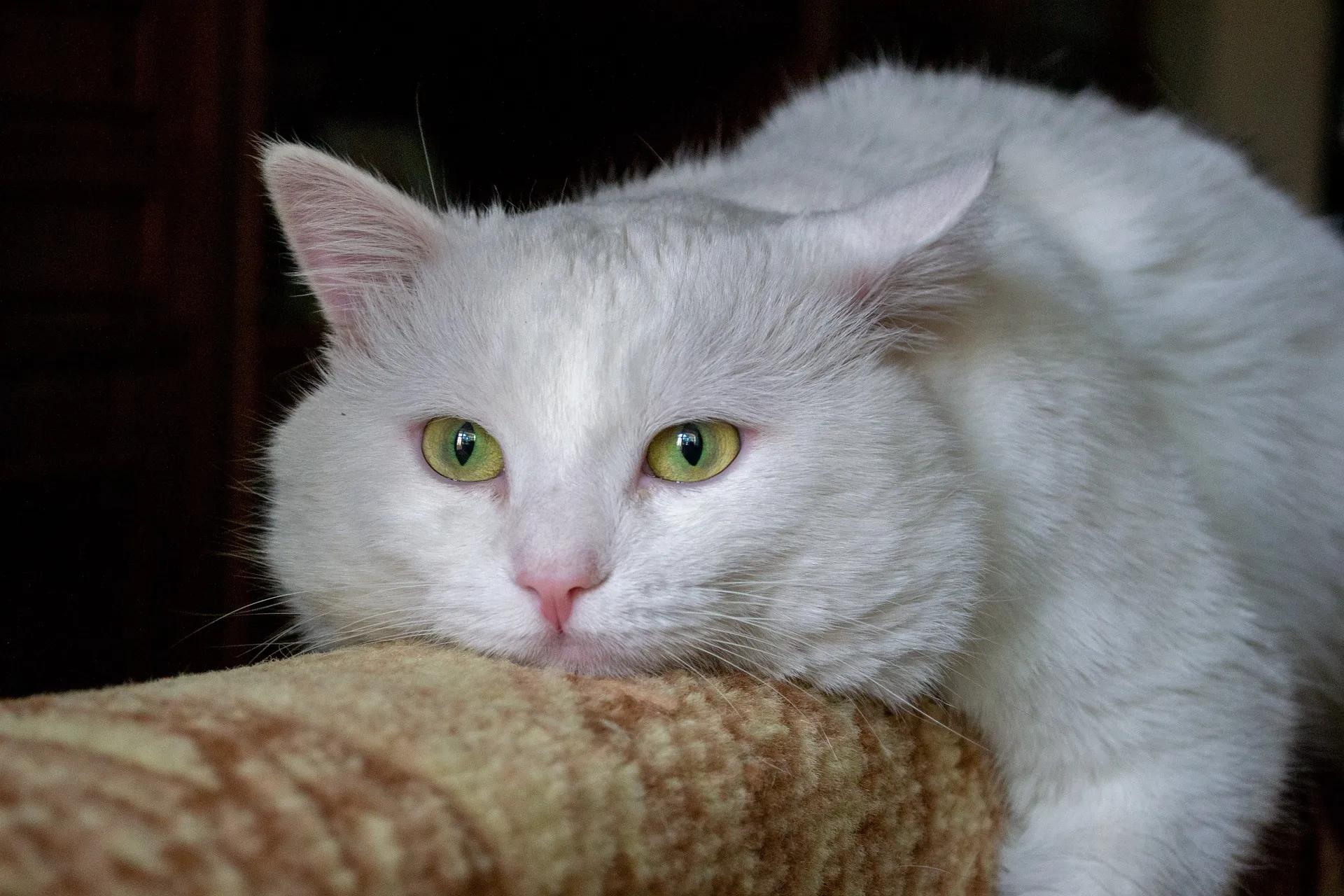 Is a 13-Pound (6 kg) Cat Fat? A Vet-Based Reality Check