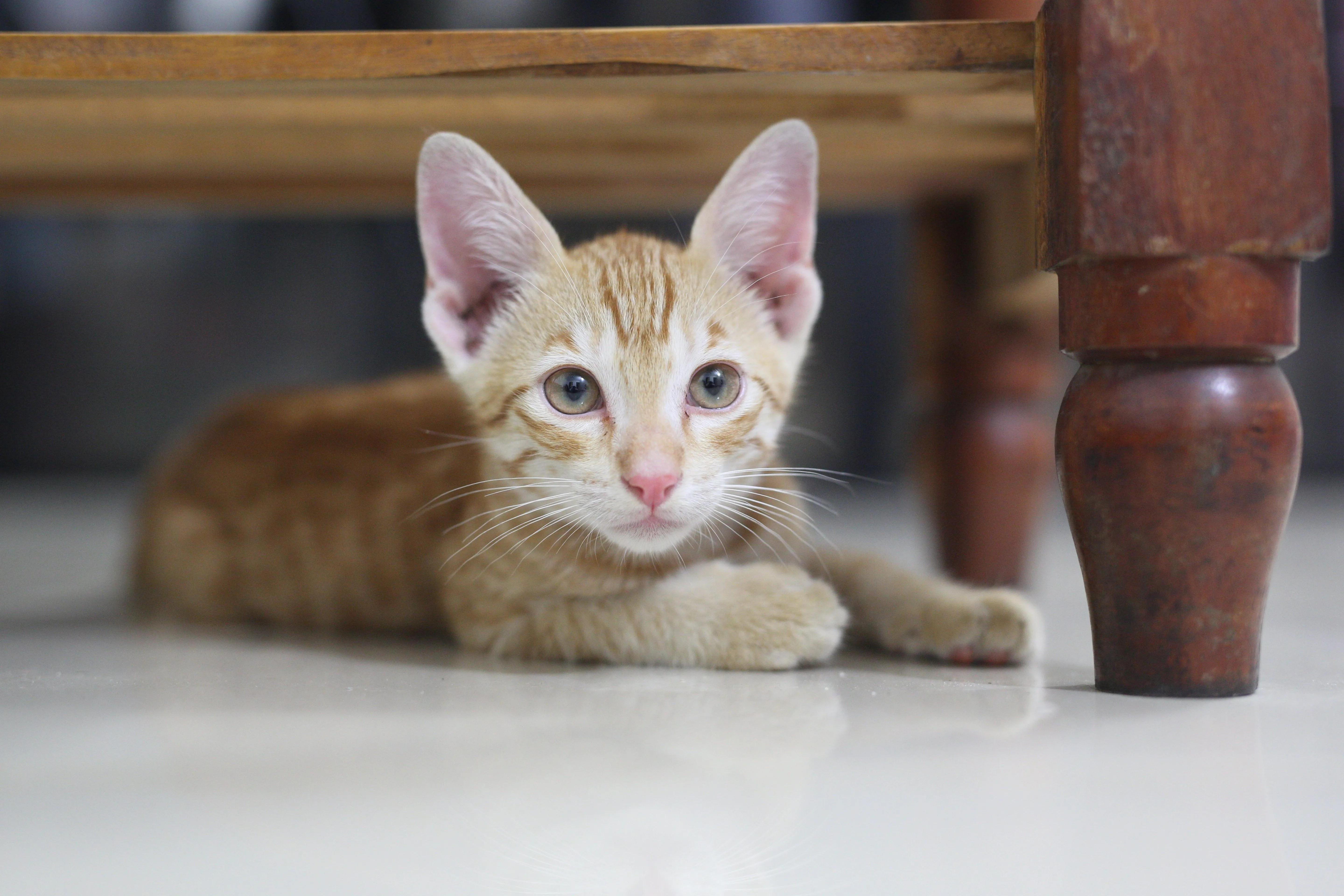 A cat lying by a door, guarding the room