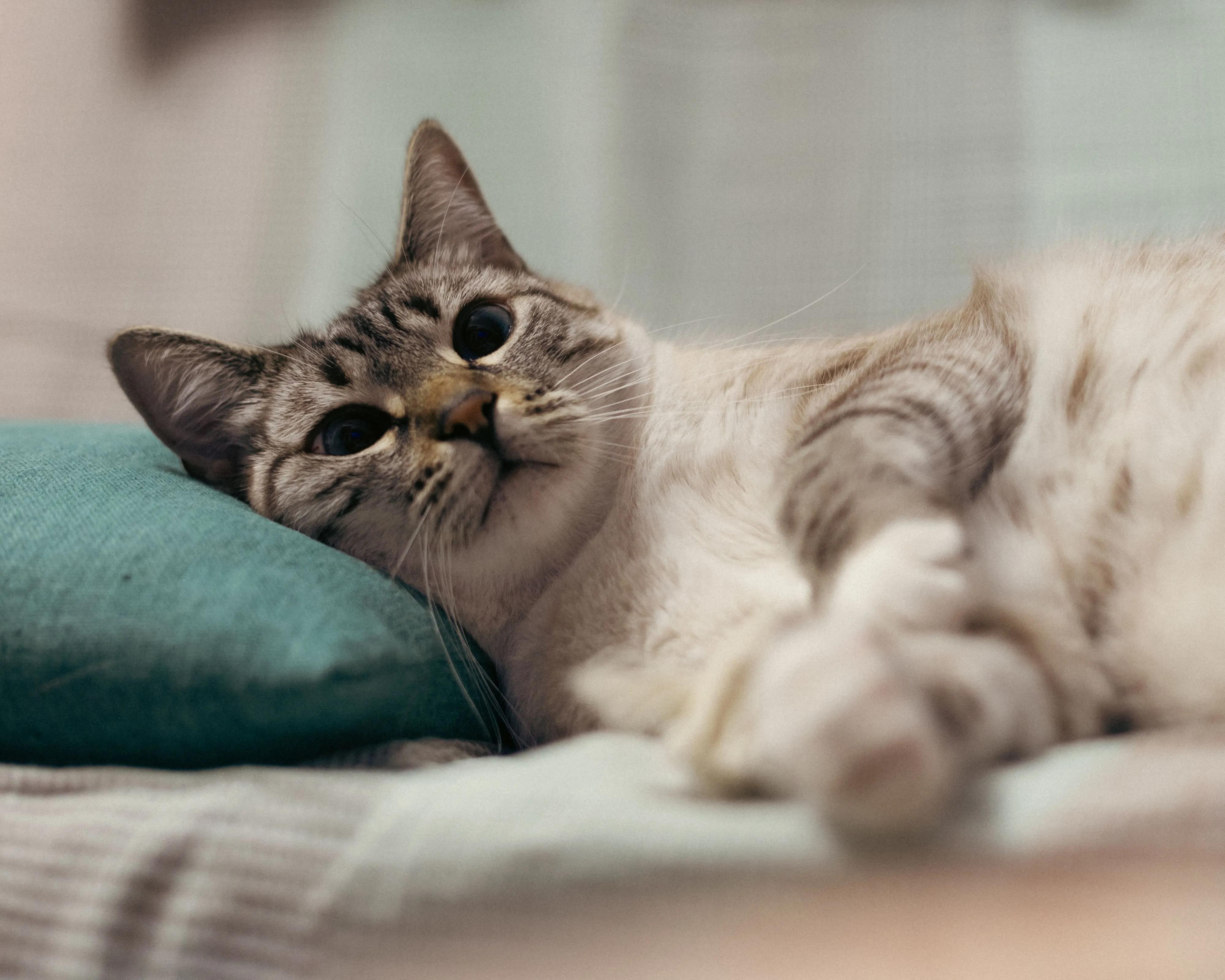 Why Do Cats Lick Themselves But Never Smell?