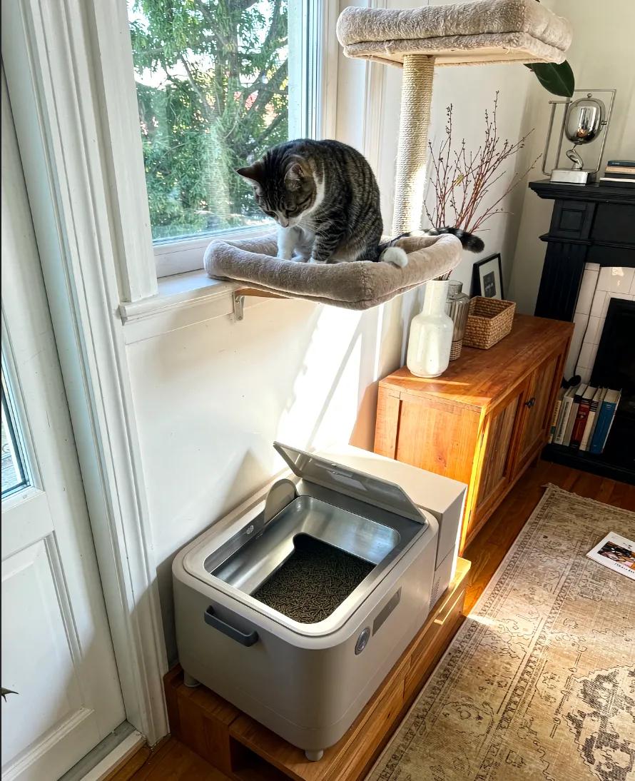 A modern automatic self-cleaning cat litter box in a tidy corner of a home