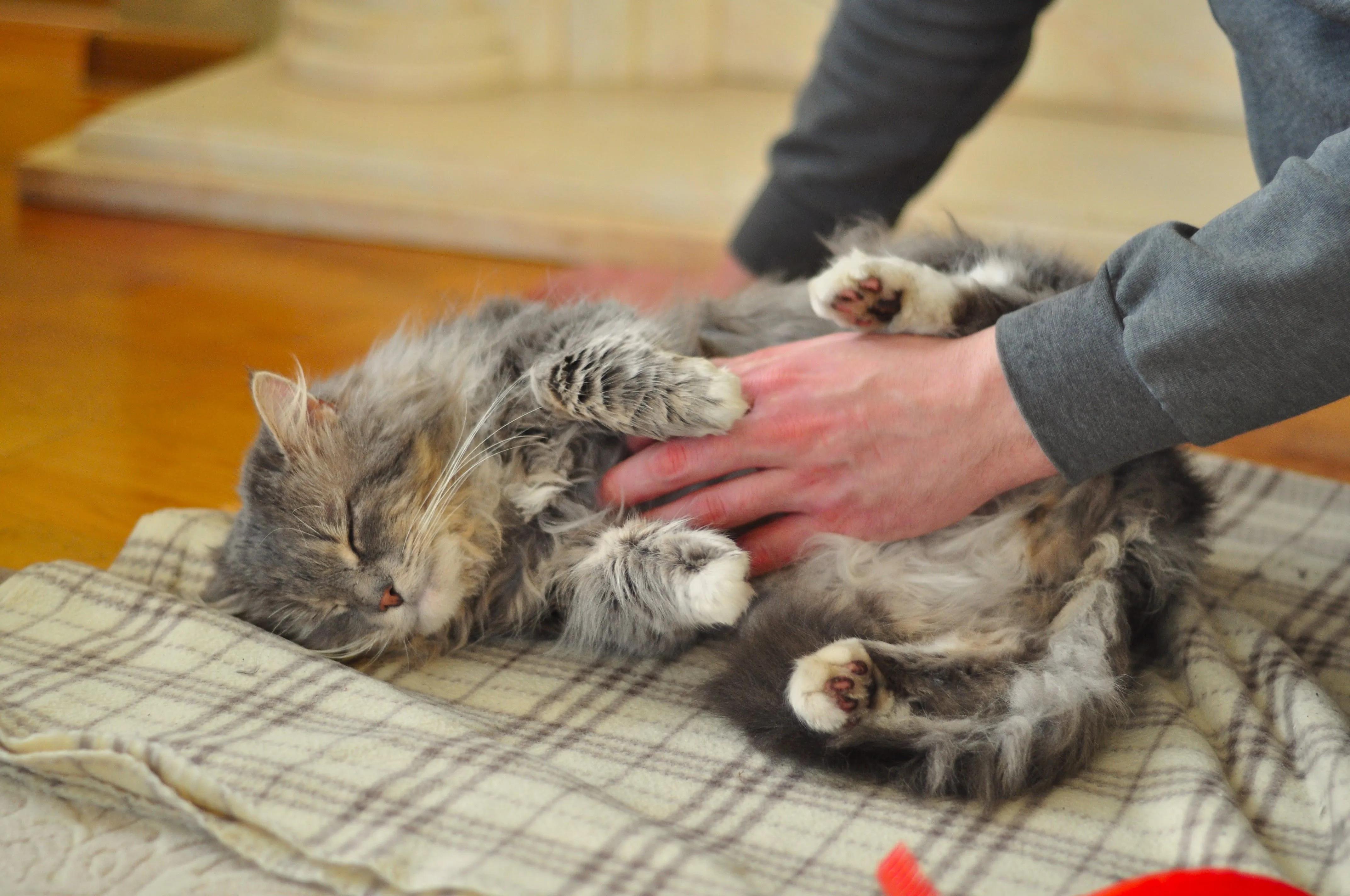Your Cat Doesn't Need Baths — And You Might Be Hurting Her Without Realizing It