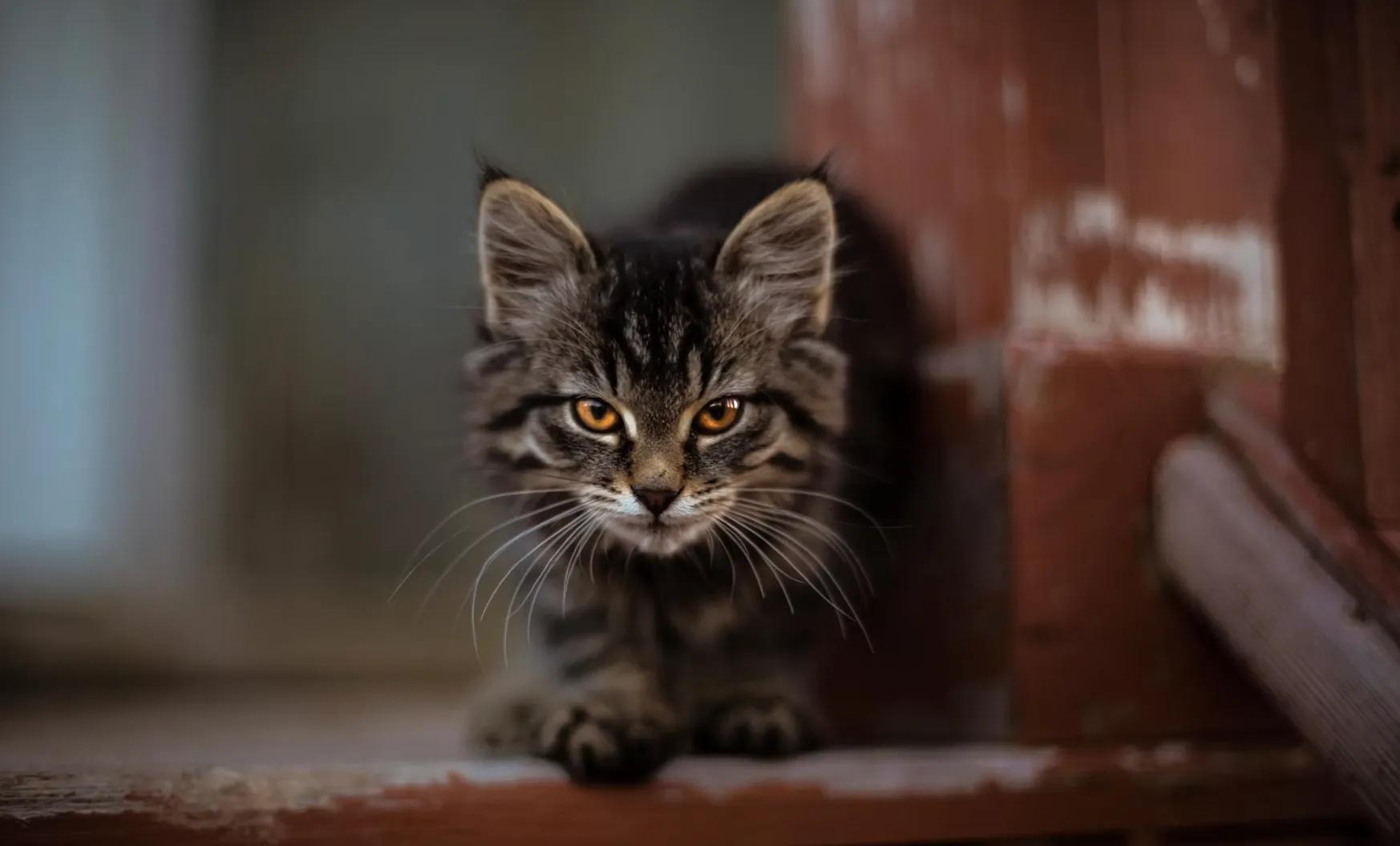 A cat with its tail held high with a slight hook at the tip, walking toward the camera in a confident greeting posture