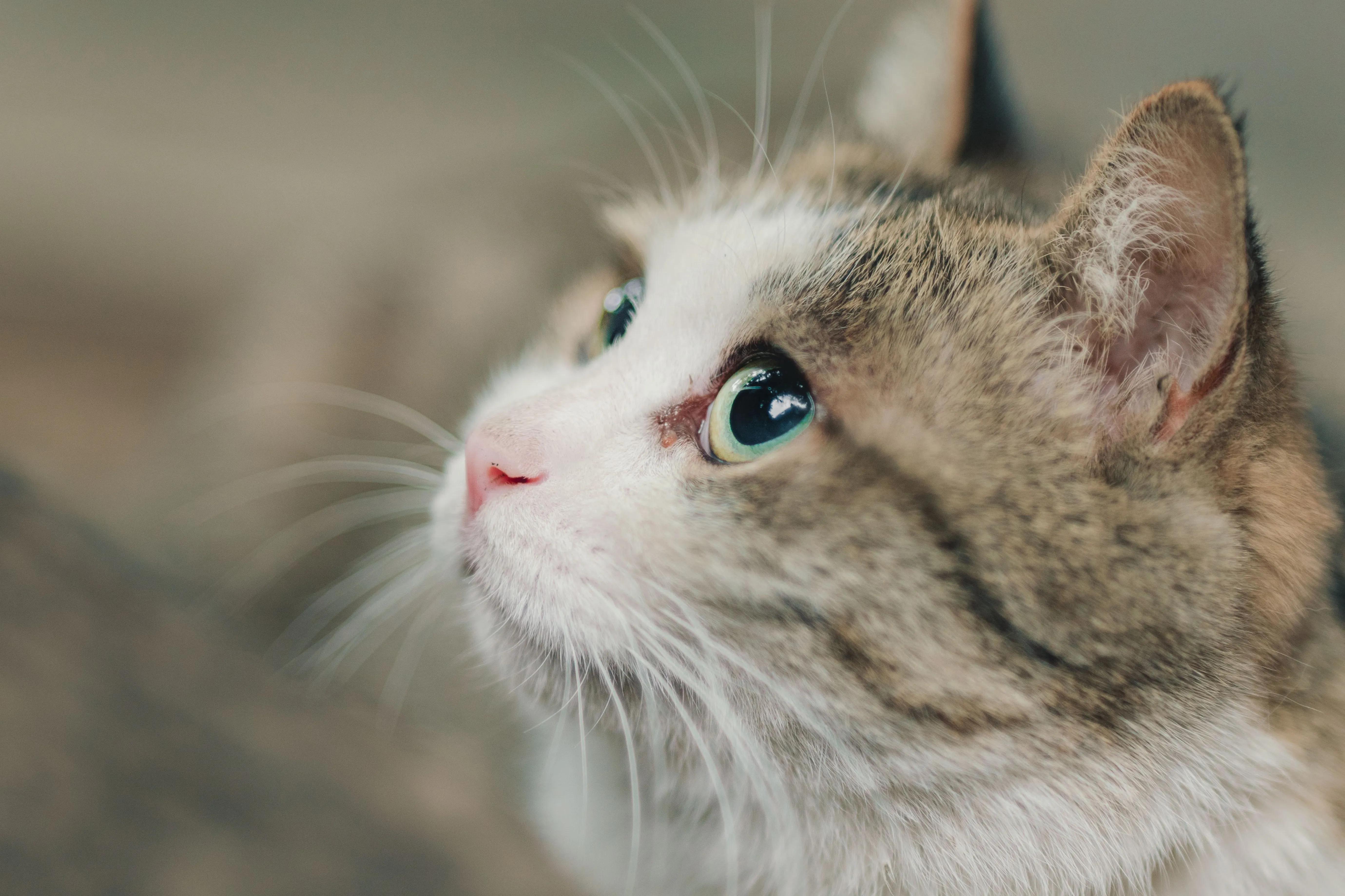 A person gently wiping a cat's eye with a soft cloth, the cat calm and relaxed