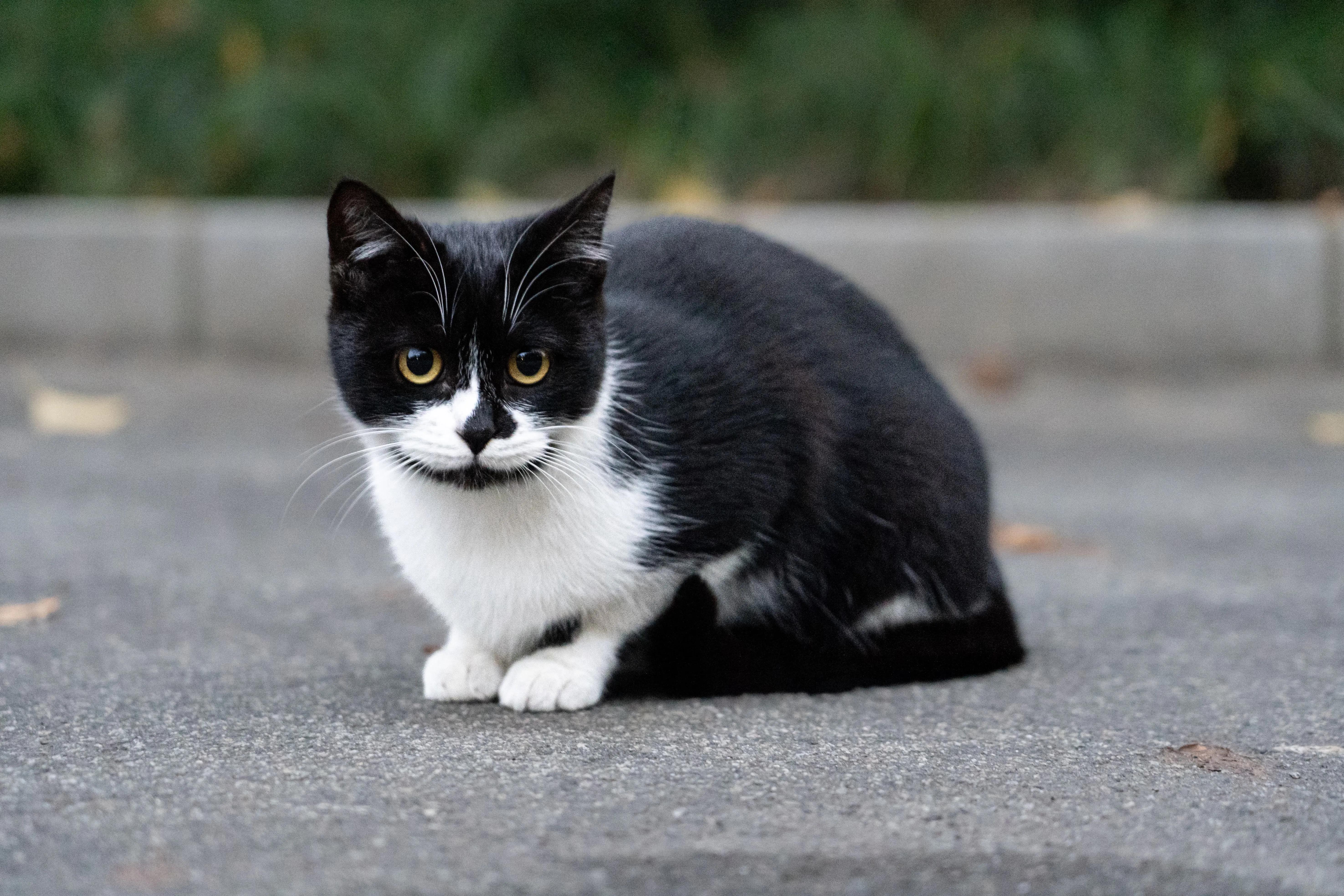 A Persian flat-faced cat with watery eyes and slight tear staining around them