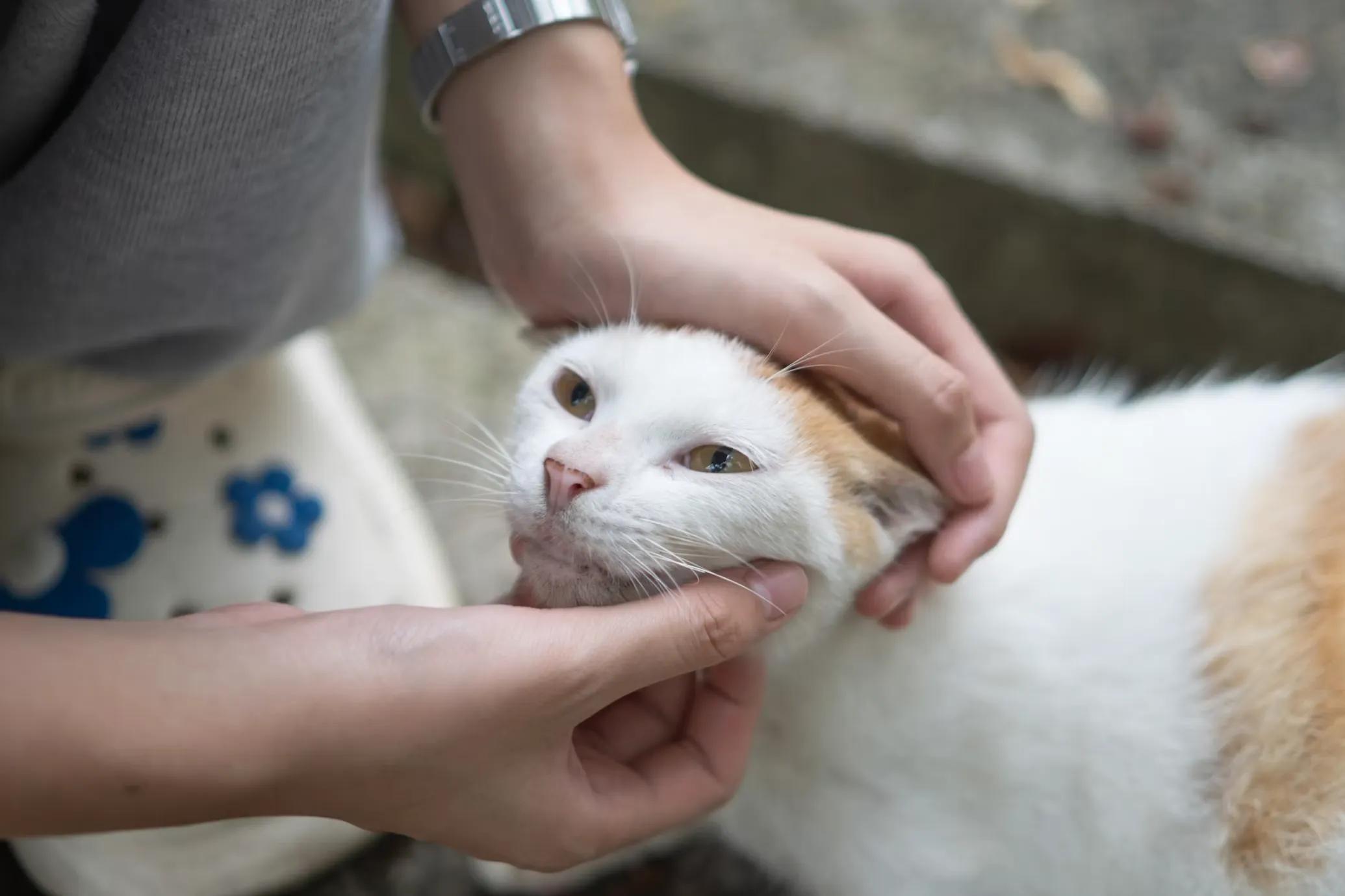 A person gently brushing a calm cat's teeth with a finger brush and cat toothpaste