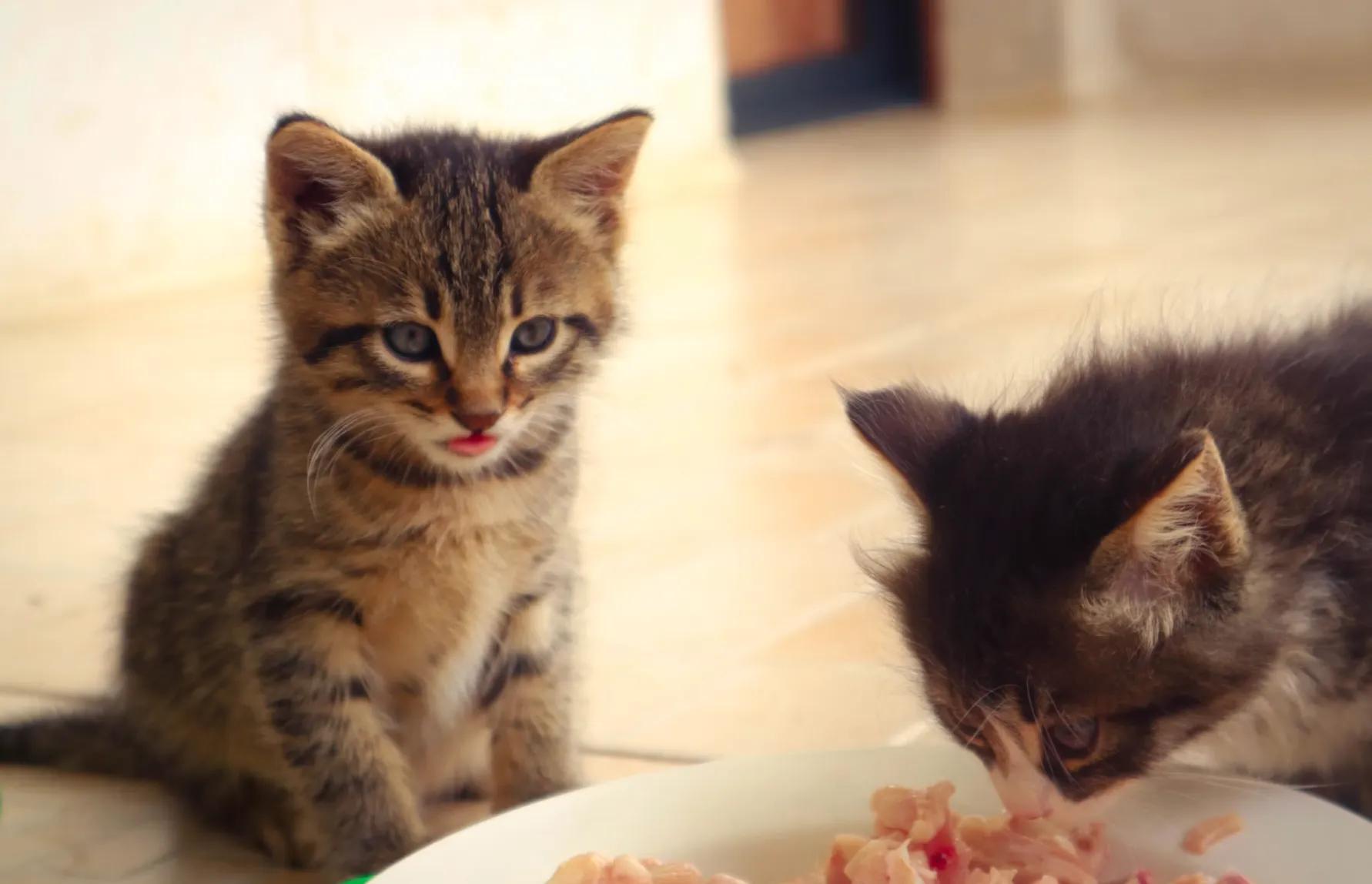 How to Store Cat Food in Summer: Beat the Heat, Humidity & Rancidity
