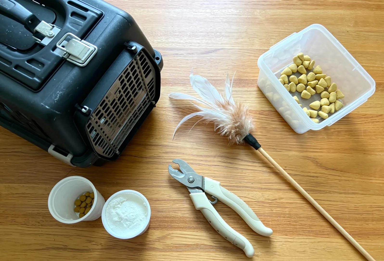 4 Positive Training Drills to Fix Common Cat Problems (Step by Step)