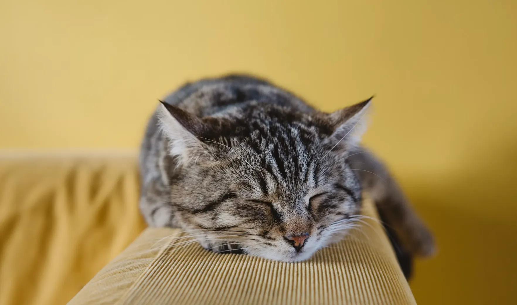 A small quiet room with food, water, a litter box and a cardboard box hiding spot for a new cat