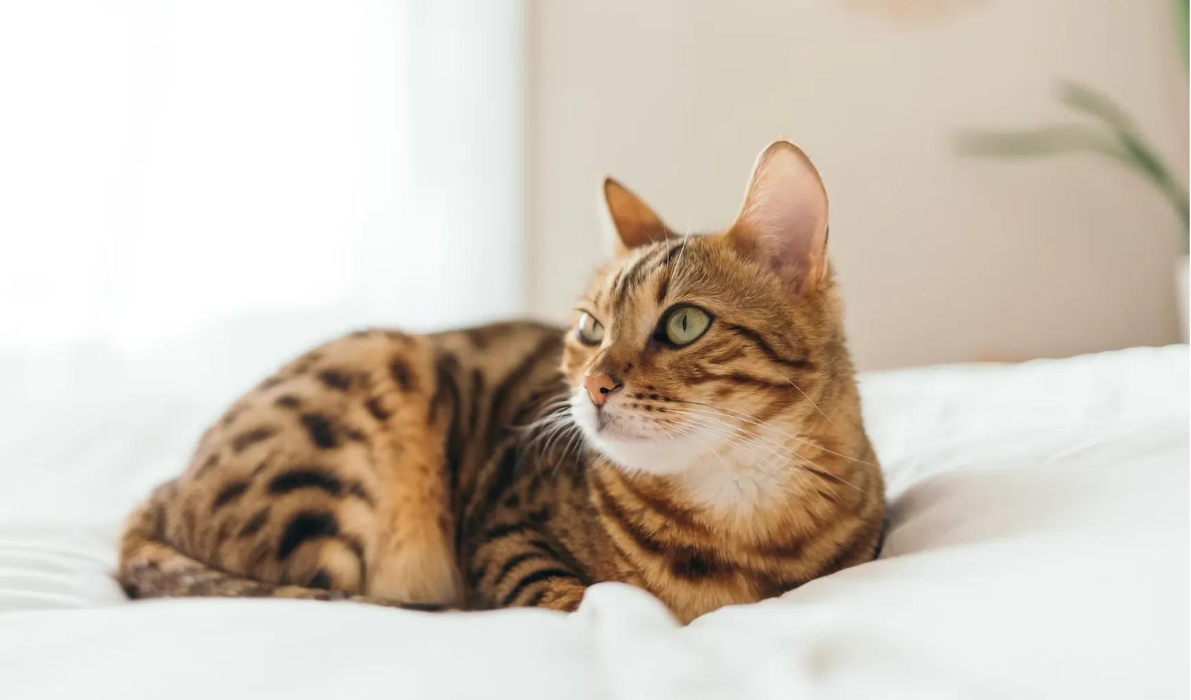 Cat Body Language, Decoded: Tail, Ears, Eyes & Vocal Signals