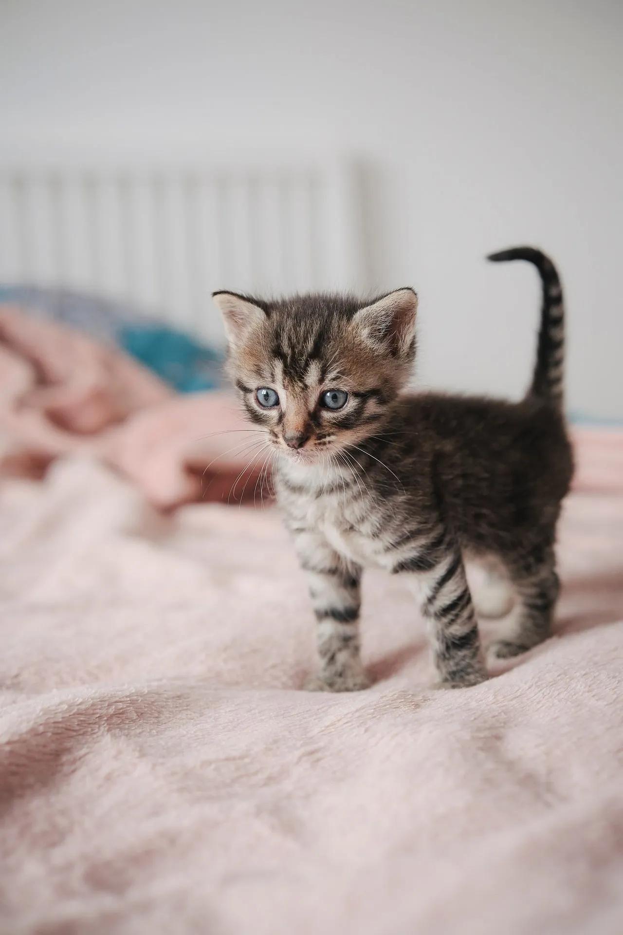 New Cat Starter Guide: A Timeline From Adoption Day to the First Few Months