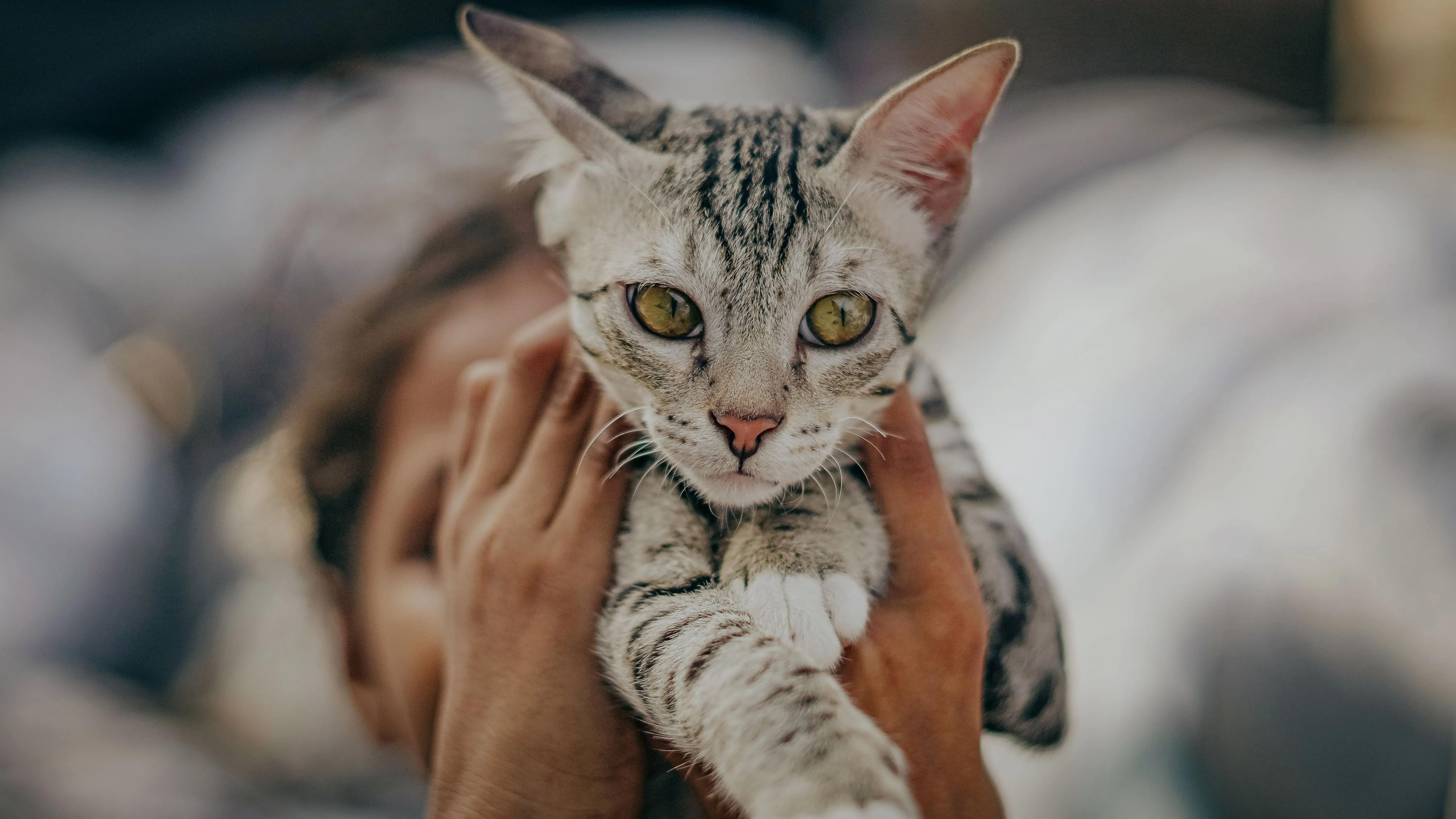 A veterinarian examining a cat's eye during a checkup