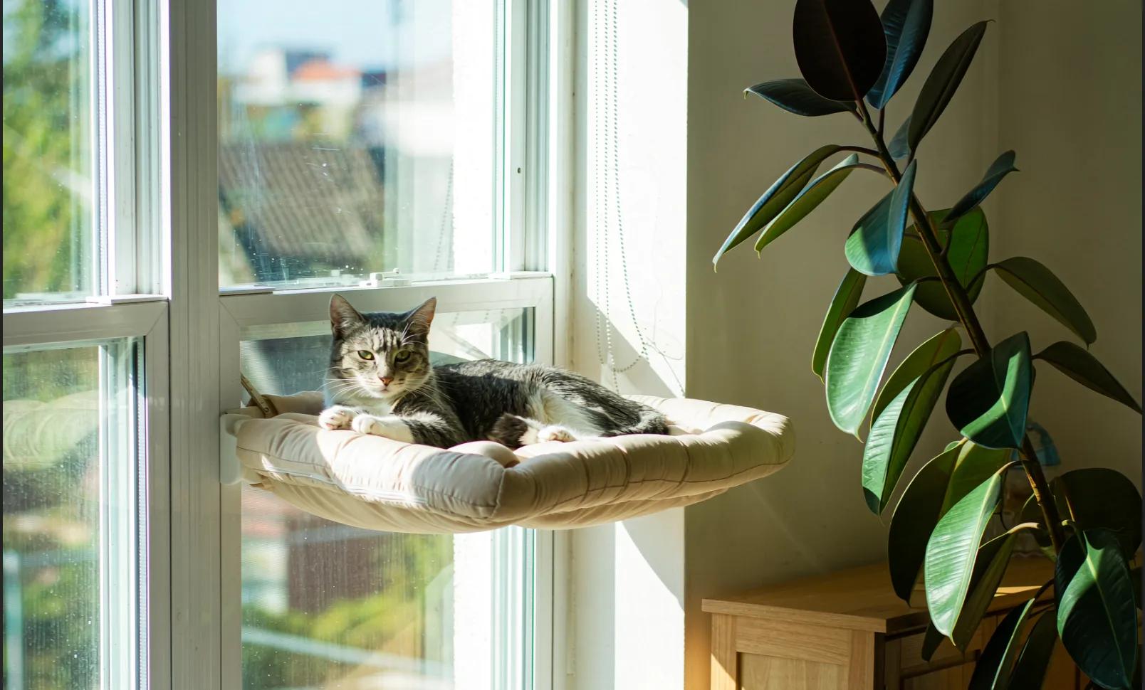 The 3-Layer Framework for a Cat-Friendly Home That's Actually Nice to Live In