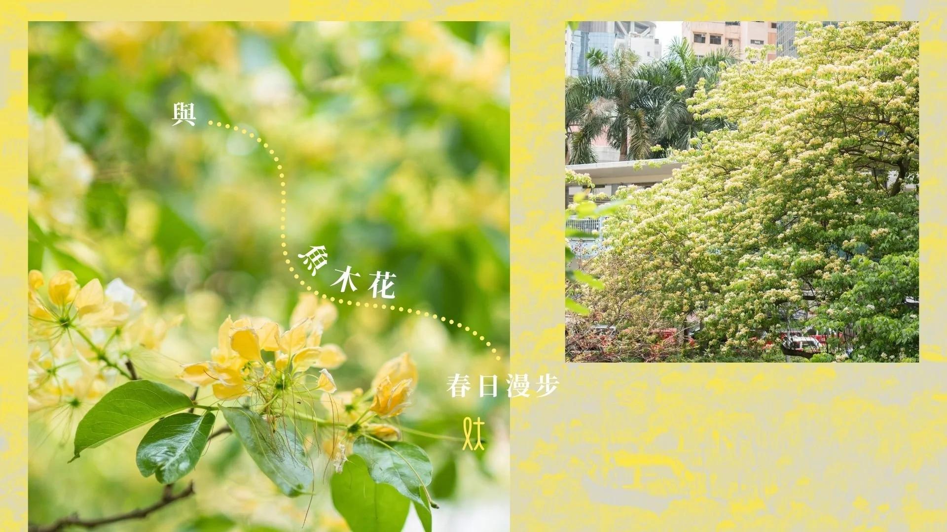 與魚木花春日漫步 —— 大角咀​​​​‌﻿‍﻿​‍​‍‌‍﻿﻿‌﻿​‍‌‍‍‌‌‍‌﻿‌‍‍‌‌‍﻿‍​‍​‍​﻿‍‍​‍​‍‌﻿​﻿‌‍​‌‌‍﻿‍‌‍‍‌‌﻿‌​‌﻿‍‌​‍﻿‍‌‍‍‌‌‍﻿﻿​‍​‍​‍﻿​​‍​‍‌‍‍​‌﻿​‍‌‍‌‌‌‍‌‍​‍​‍​﻿‍‍​‍​‍‌‍‍​‌﻿‌​‌﻿‌​‌﻿​​​﻿‍‍​‍﻿﻿​‍﻿﻿‌‍﻿​‌‍﻿﻿‌‍​﻿‌‍​‌‌‍﻿​‌‍‍​‌‍﻿﻿‌﻿​﻿‌﻿‌​​﻿‍‍​﻿​﻿​﻿​﻿​﻿​﻿​﻿​﻿​‍﻿﻿‌﻿​﻿‌﻿‌​‌﻿‌‌‌‍‌​‌‍‍‌‌‍﻿﻿​‍﻿﻿‌‍‍‌‌‍﻿‍‌﻿‌​‌‍‌‌‌‍﻿‍‌﻿‌​​‍﻿﻿‌‍‌‌‌‍‌​‌‍‍‌‌﻿‌​​‍﻿﻿‌‍﻿‌‌‍﻿﻿‌‍‌​‌‍‌‌​﻿﻿‌‌﻿​​‌﻿​‍‌‍‌‌‌﻿​﻿‌‍‌‌‌‍﻿‍‌﻿‌​‌‍​‌‌﻿‌​‌‍‍‌‌‍﻿﻿‌‍﻿‍​﻿‍﻿‌‍‍‌‌‍‌​​﻿﻿‌‌‍﻿​‌‍‌‌‌‍‌﻿‌‍​‌‌‍​﻿‌﻿‍‌​‍﻿‌‌﻿​​‌‍﻿﻿‌﻿​﻿‌﻿‌​​‍﻿‌​﻿‌‌​﻿‍‌​﻿‍﻿‌﻿‌​‌﻿‍‌‌﻿​​‌‍‌‌​﻿﻿‌‌﻿​​‌‍﻿﻿‌﻿​﻿‌﻿‌​​﻿‍﻿‌﻿​​‌‍​‌‌﻿‌​‌‍‍​​﻿﻿‌‌‍​‍‌‍﻿﻿‌‍‌​‌﻿‍‌​‍﻿‍‌﻿‍‍‌‍‍​​‍‌‌​﻿‌‌‌​​‍‌‌﻿﻿‌‍‍﻿‌‍‌‌‌﻿‍‌​‍‌‌​﻿​﻿‌​‌​​‍‌‌​﻿​﻿‌​‌​​‍‌‌​﻿​‍​﻿​‍​﻿‌﻿‌‍‌﻿‌‍‌﻿‌﻿‍‌‌‍‍‍‌‍‍‍‌﻿​‍​﻿​‌​﻿‌﻿‌﻿‍‍​‍‌‌​﻿​‍​﻿​‍​‍‌‌​﻿‌‌‌​‌​​‍﻿‍‌‍​‌‌‍﻿​‌﻿‌​​﻿﻿﻿‌‍​‍‌‍​‌‌﻿​﻿‌‍‌‌‌‌‌‌‌﻿​‍‌‍﻿​​﻿﻿‌‌‍‍​‌﻿‌​‌﻿‌​‌﻿​​​‍‌‌​﻿​﻿‌​​‌​‍‌‌​﻿​‍‌​‌‍​‍‌‌​﻿​‍‌​‌‍‌‍﻿​‌‍﻿﻿‌‍​﻿‌‍​‌‌‍﻿​‌‍‍​‌‍﻿﻿‌﻿​﻿‌﻿‌​​‍‌‌​﻿​﻿‌​​‌​﻿​﻿​﻿​﻿​﻿​﻿​﻿​﻿​‍‌‌​﻿​‍‌​‌‍‌﻿​﻿‌﻿‌​‌﻿‌‌‌‍‌​‌‍‍‌‌‍﻿﻿​‍‌‍‌‍‍‌‌‍‌​​﻿﻿‌‌‍﻿​‌‍‌‌‌‍‌﻿‌‍​‌‌‍​﻿‌﻿‍‌​‍﻿‌‌﻿​​‌‍﻿﻿‌﻿​﻿‌﻿‌​​‍﻿‌​﻿‌‌​﻿‍‌​‍‌‍‌﻿‌​‌﻿‍‌‌﻿​​‌‍‌‌​﻿﻿‌‌﻿​​‌‍﻿﻿‌﻿​﻿‌﻿‌​​‍‌‍‌﻿​​‌‍​‌‌﻿‌​‌‍‍​​﻿﻿‌‌‍​‍‌‍﻿﻿‌‍‌​‌﻿‍‌​‍﻿‍‌﻿‍‍‌‍‍​​‍‌‌​﻿‌‌‌​​‍‌‌﻿﻿‌‍‍﻿‌‍‌‌‌﻿‍‌​‍‌‌​﻿​﻿‌​‌​​‍‌‌​﻿​﻿‌​‌​​‍‌‌​﻿​‍​﻿​‍​﻿‌﻿‌‍‌﻿‌‍‌﻿‌﻿‍‌‌‍‍‍‌‍‍‍‌﻿​‍​﻿​‌​﻿‌﻿‌﻿‍‍​‍‌‌​﻿​‍​﻿​‍​‍‌‌​﻿‌‌‌​‌​​‍﻿‍‌‍​‌‌‍﻿​‌﻿‌​​‍‌‍‌﻿​​‌‍‌‌‌﻿​‍‌﻿​﻿‌﻿​​‌‍‌‌‌‍​﻿‌﻿‌​‌‍‍‌‌﻿‌‍‌‍‌‌​﻿﻿‌‌﻿​​‌﻿‌‌‌‍​‍‌‍﻿​‌‍‍‌‌﻿​﻿‌‍‍​‌‍‌‌‌‍‌​​‍​‍‌﻿﻿‌