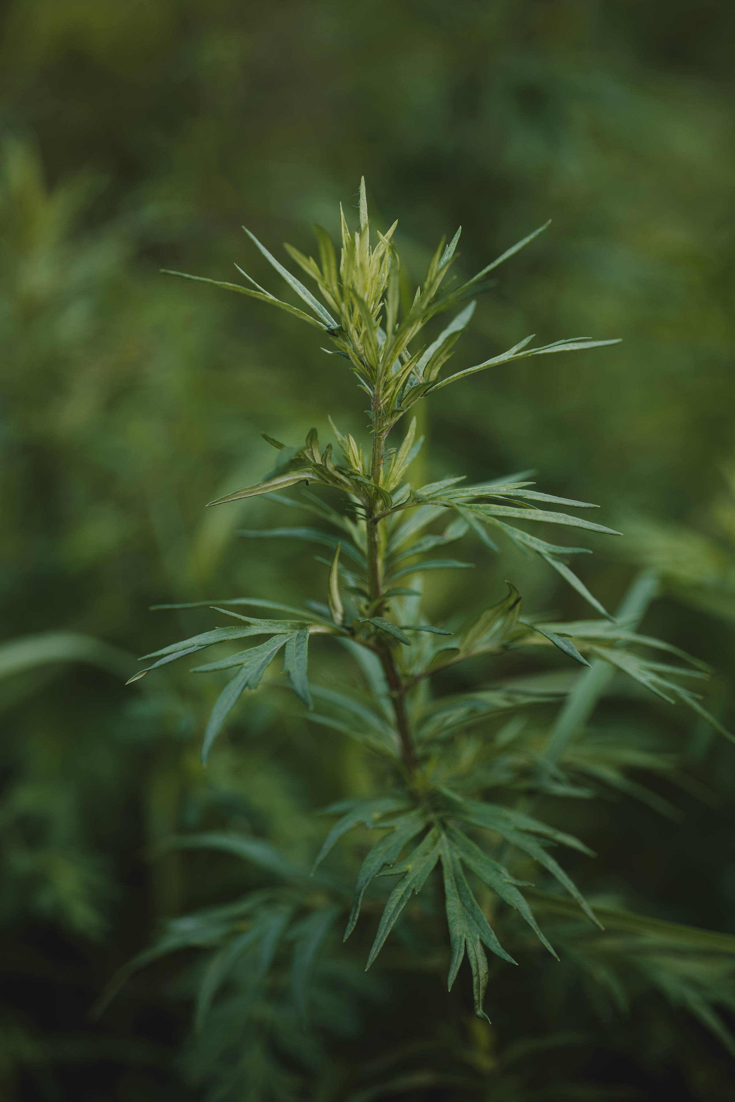 A mugwort plant with narrow green leaves against a soft green background.