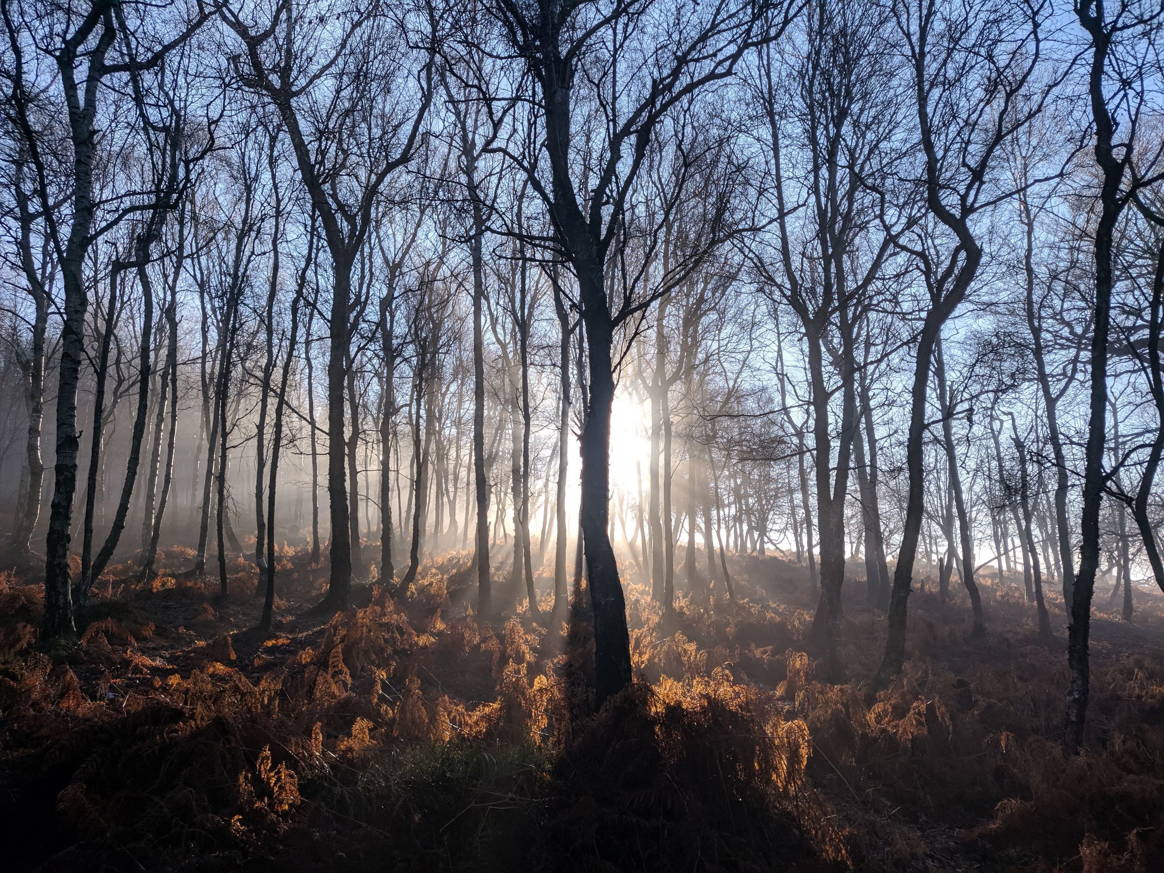 Morning sunlight streaming through misty forest trees