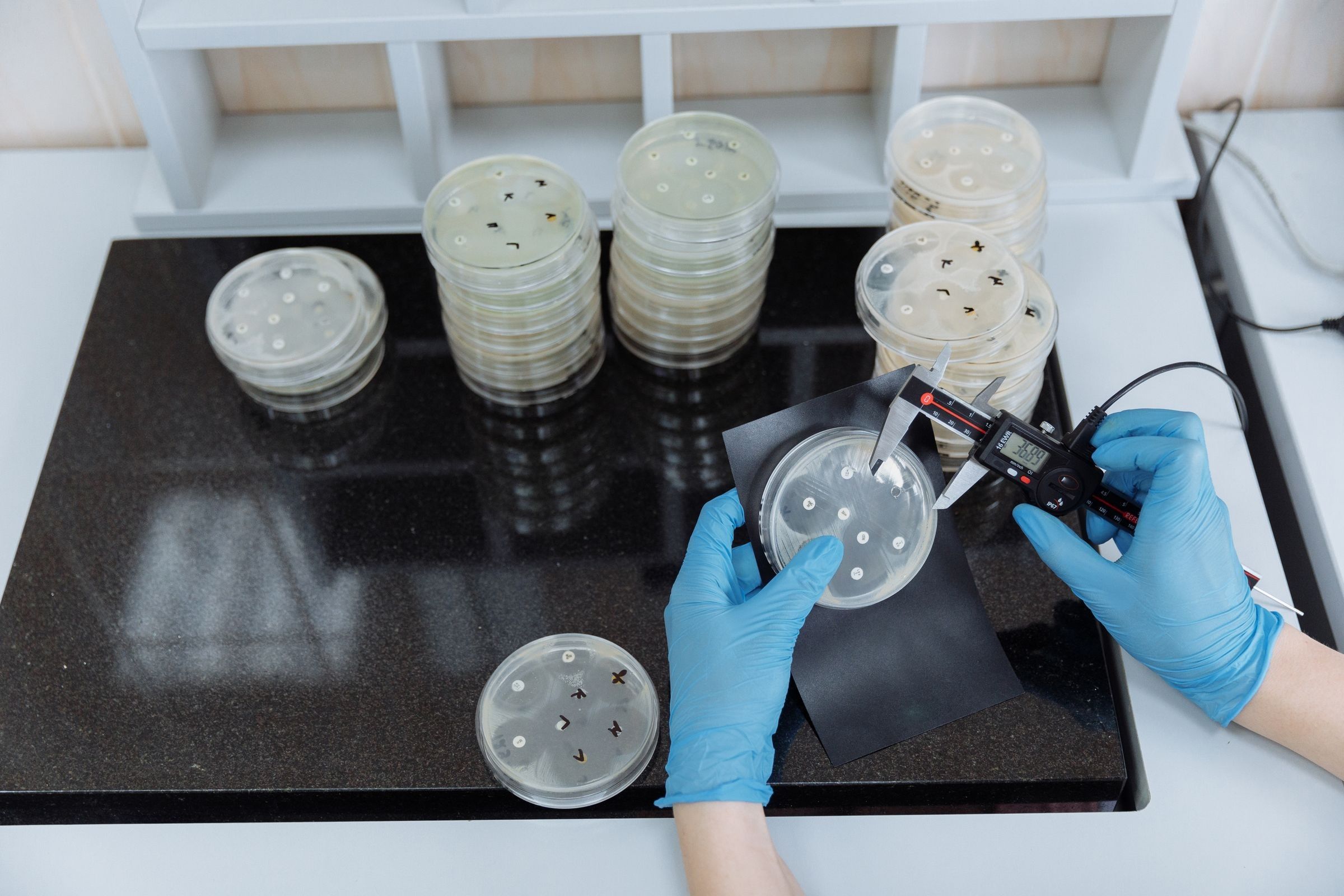 Gloved hands use a digital caliper to measure colonies on a petri dish at a lab bench with stacked dishes nearby.