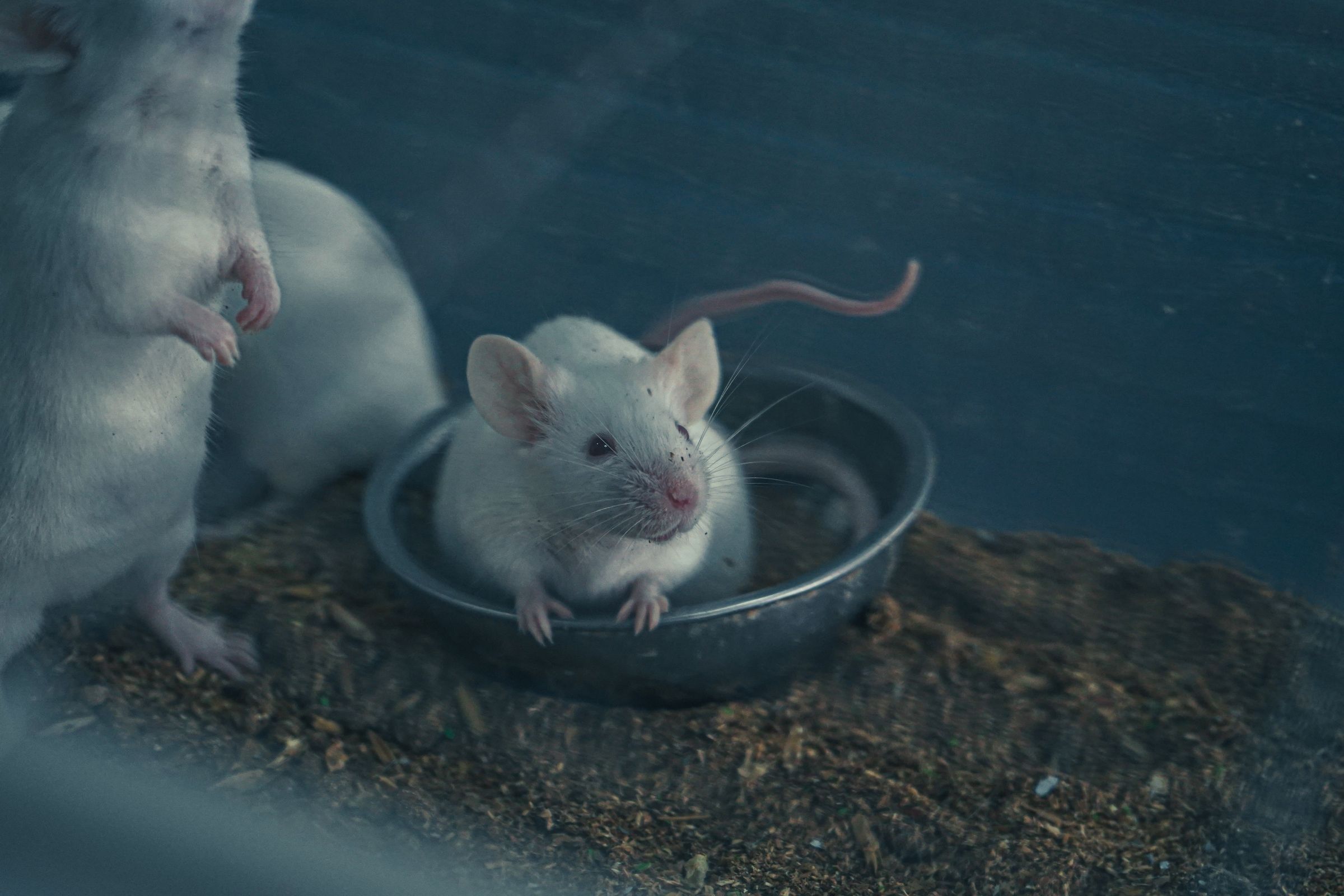 White laboratory-style mice in a metal bowl and on a bedding surface, viewed through a glass enclosure.