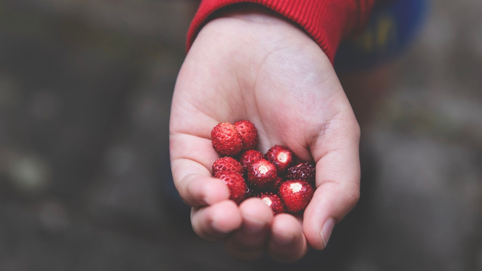 A young child's open hand holding a small pile of freshly picked wild strawberries