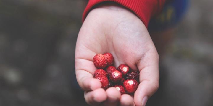 A young child's open hand holding a small pile of freshly picked wild strawberries