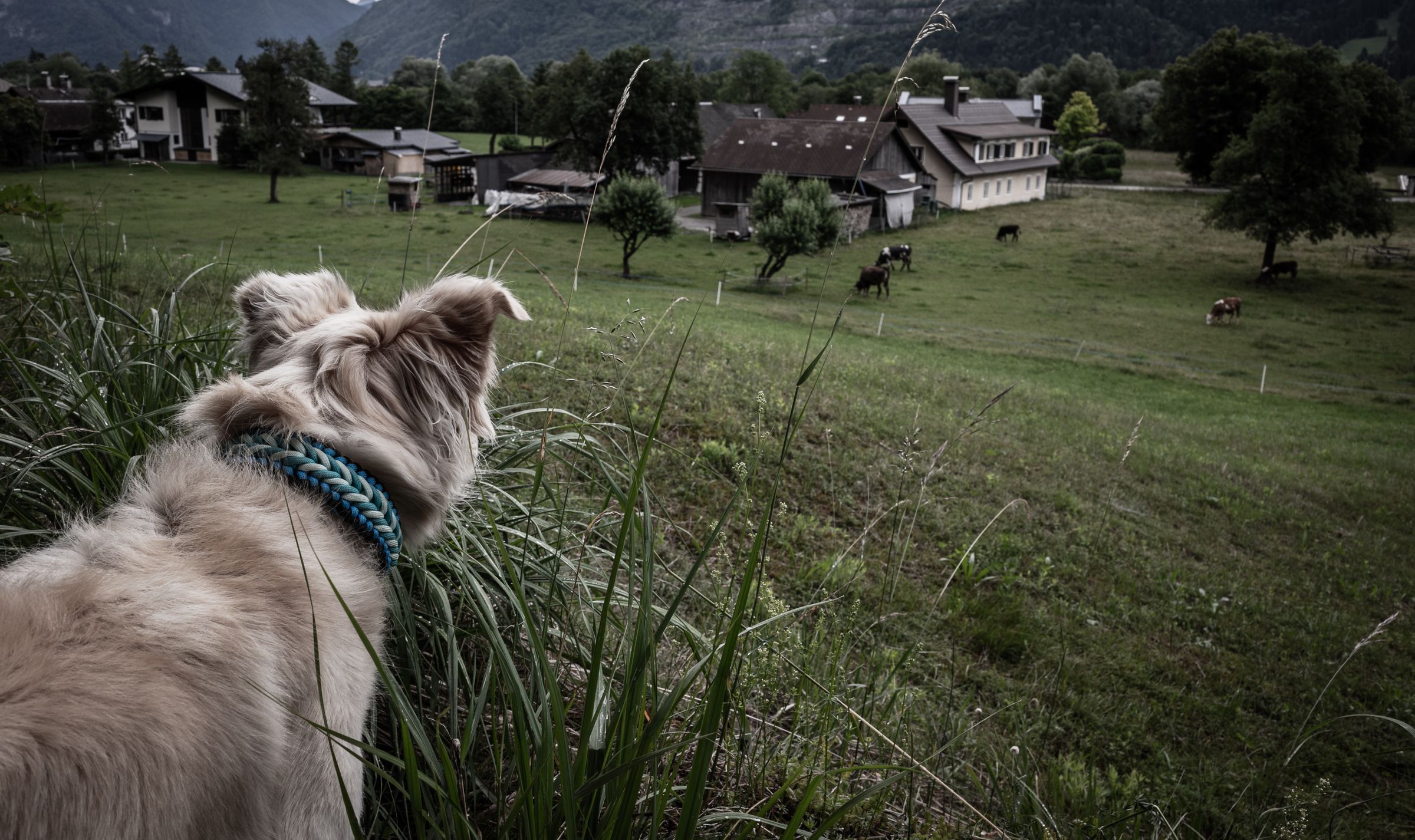 A dog looks out over a green pasture where cows graze near farmhouses