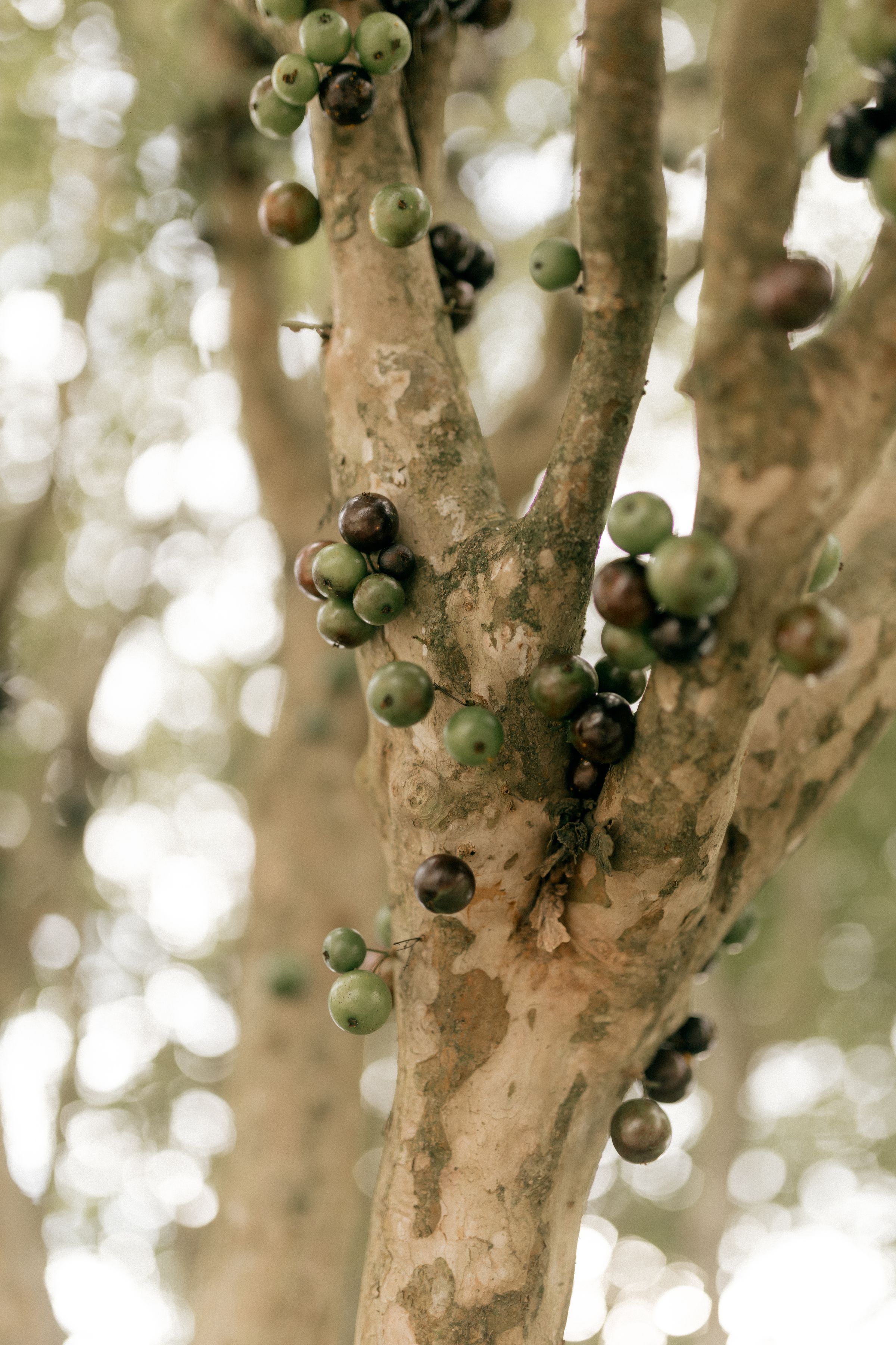 Clusters of green and dark purple jabuticaba fruit growing directly on a tree trunk.