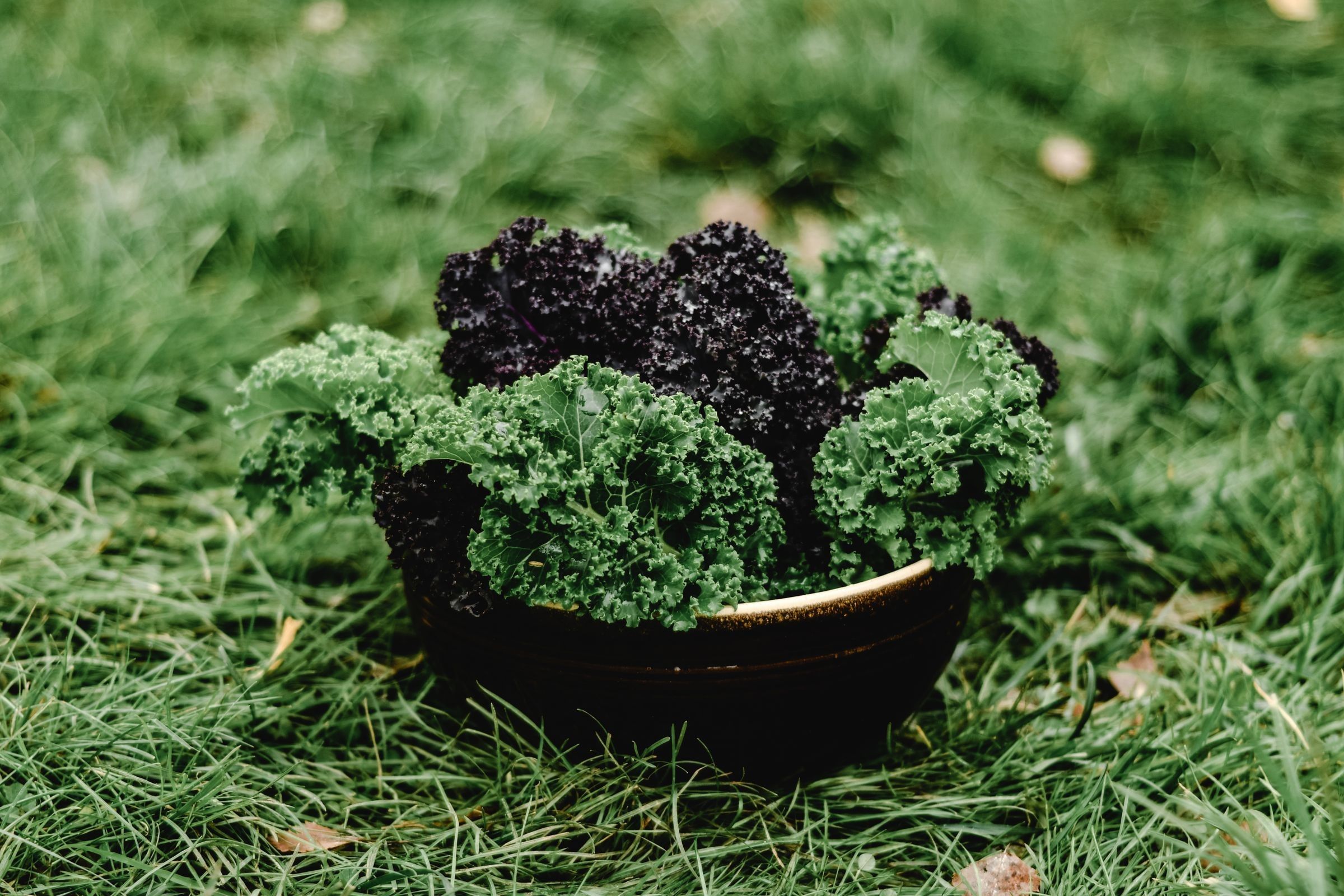 A dark bowl of curly green and dark purple kale set on grass.