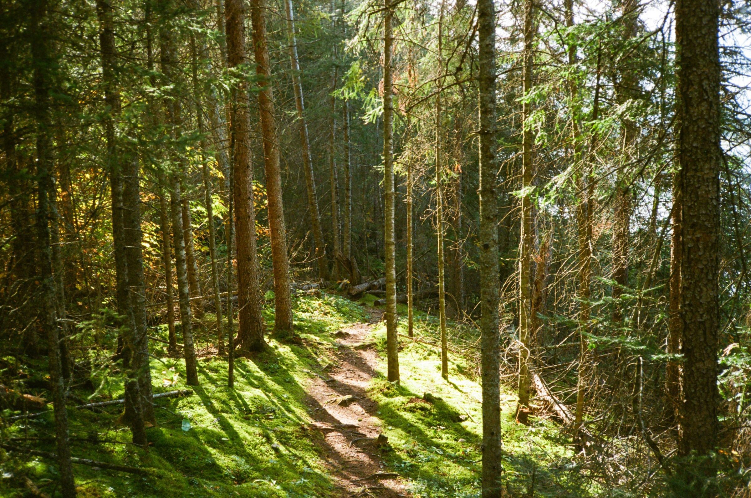 A dirt trail through a green forest with sunlight falling on tall conifer trunks and mossy ground.