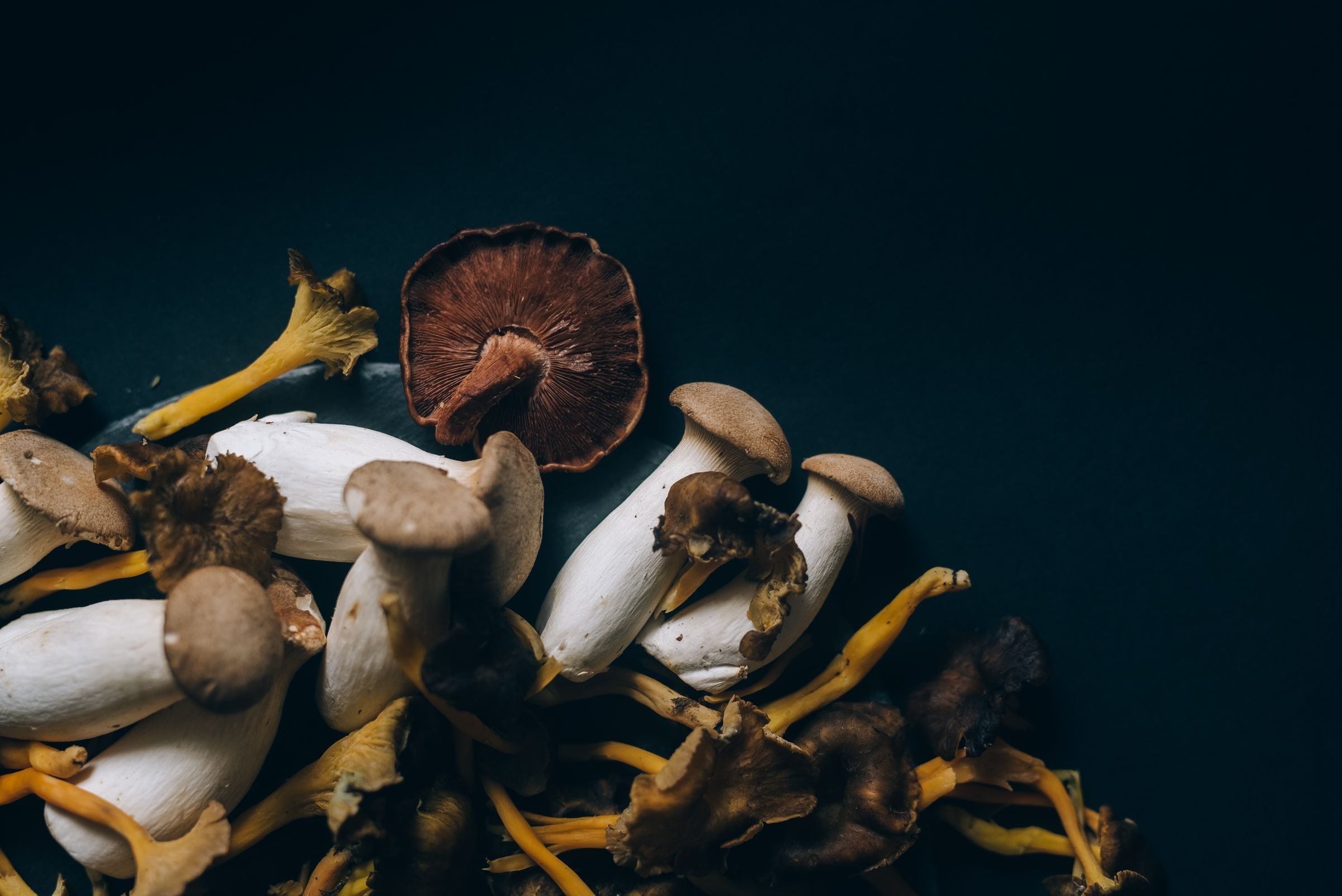 Several wild mushrooms, including pale stemmed and yellow-stemmed varieties, arranged on a dark teal surface.