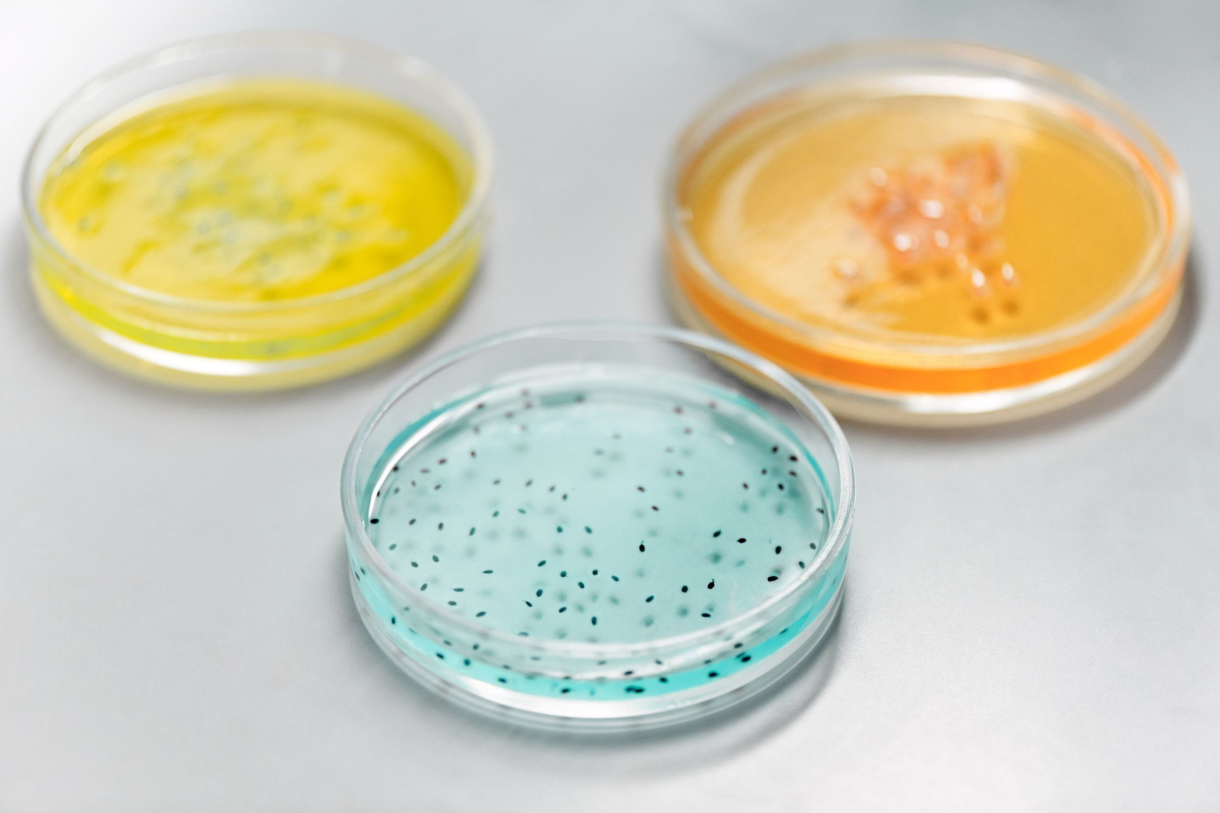 Three petri dishes with yellow, orange and blue culture media on a grey surface.