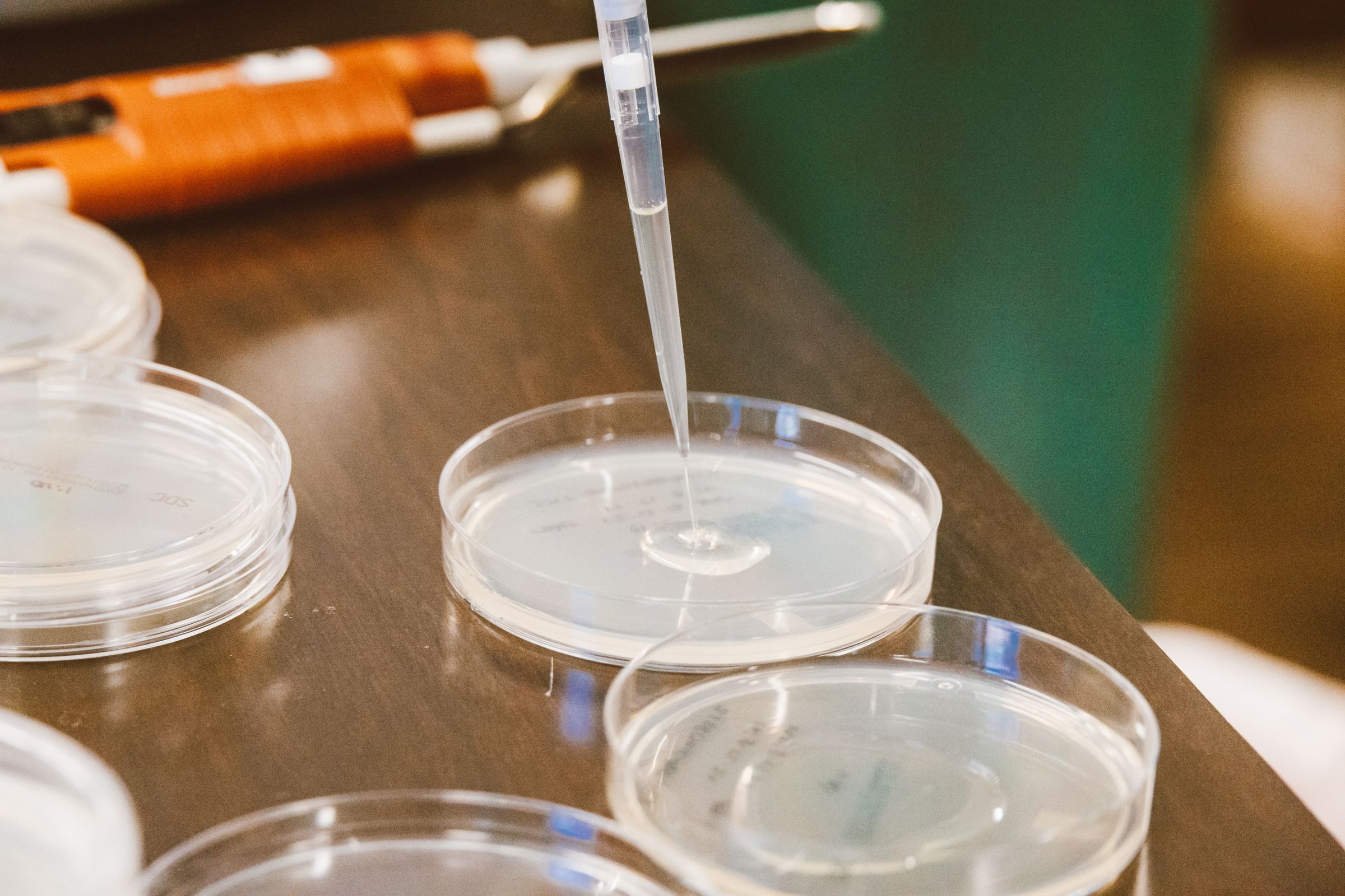 A pipette adding a drop of liquid to a petri dish on a laboratory bench