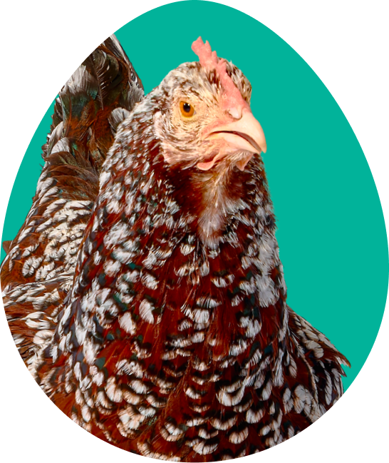 Nutmeg