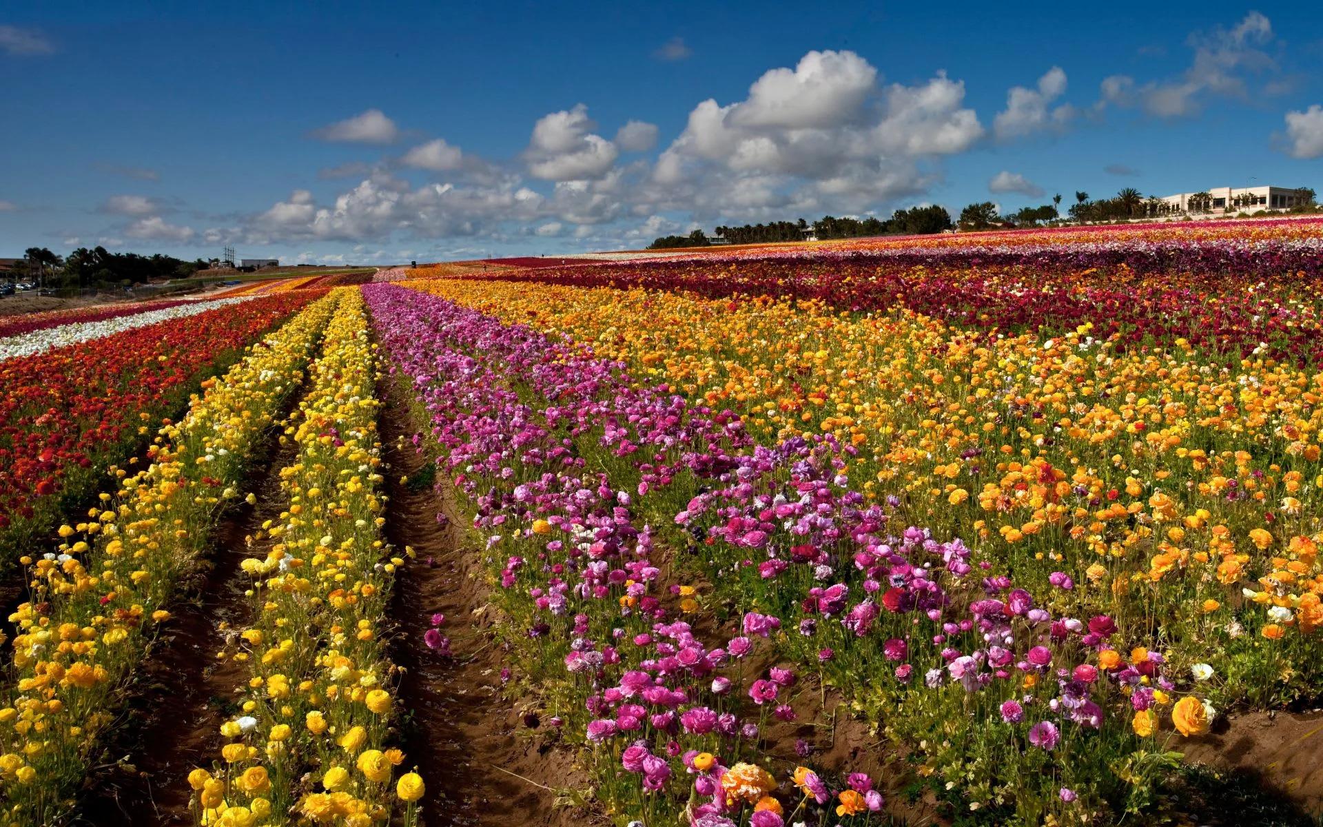 Carlsbad Flower Fields beneath a blue sky