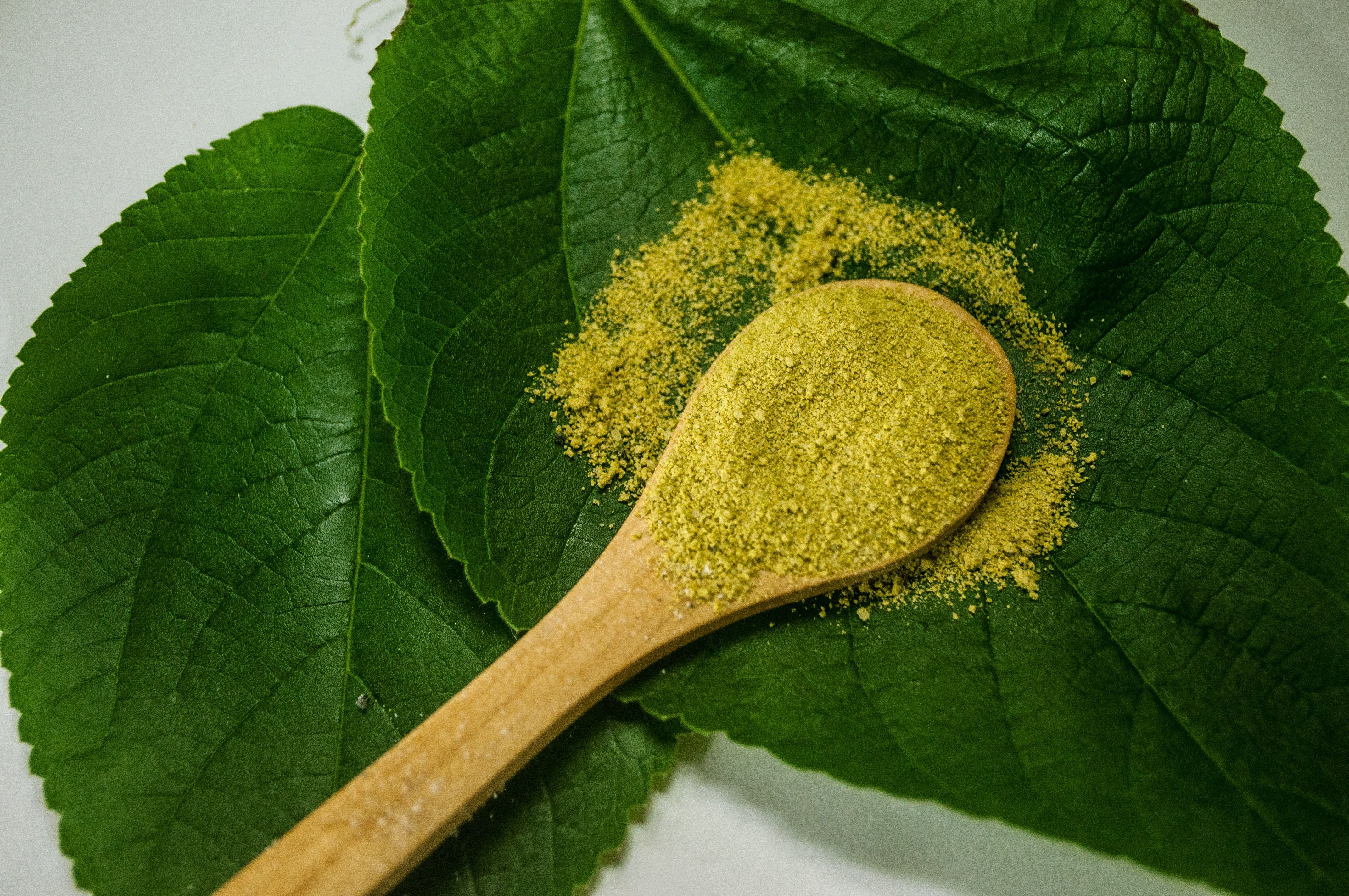 Close-up of kratom powder on a wooden spoon resting on green kratom leaves