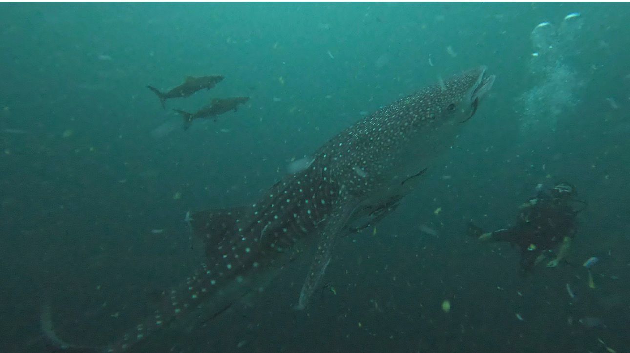 Tiburón ballena en Koh Tao, Tailandia