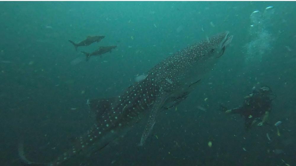 Tiburón ballena en Koh Tao, Tailandia