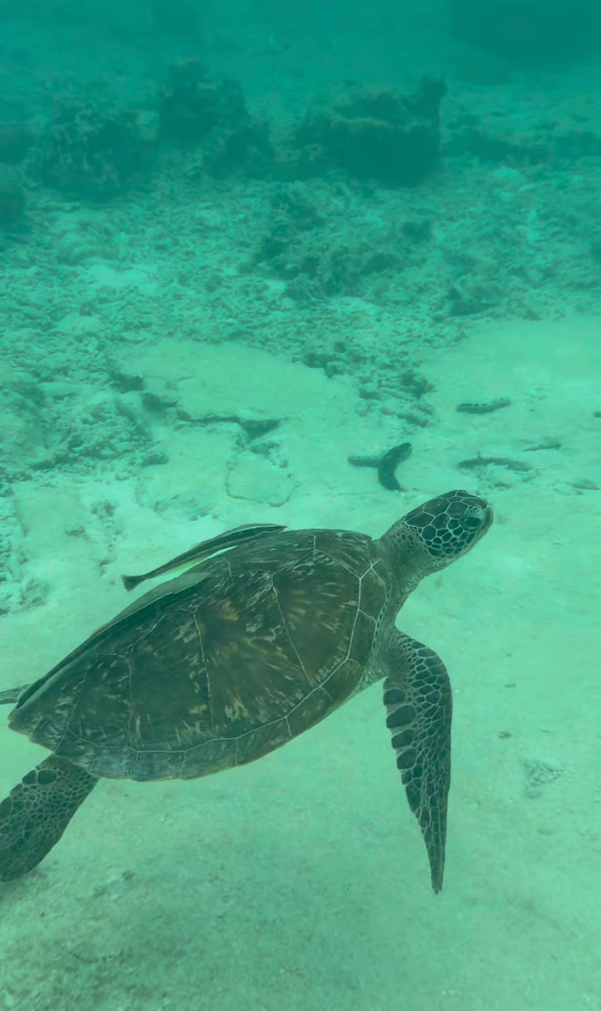 Tortuga marina en Koh Tao, Tailandia