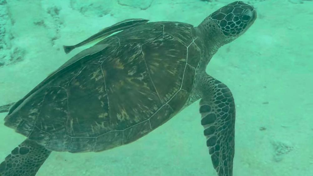 Tortuga marina en Koh Tao, Tailandia