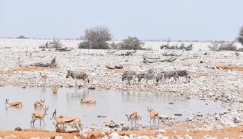 5 Days Etosha Namibia Safari.