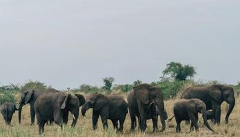 12 Days Uganda Safari.