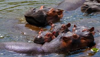5 Days Uganda Safari.