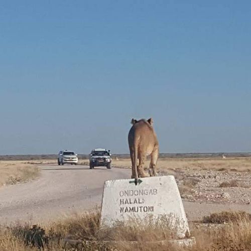 Etosha national park Namibia