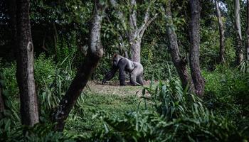 7 Days Uganda safari.