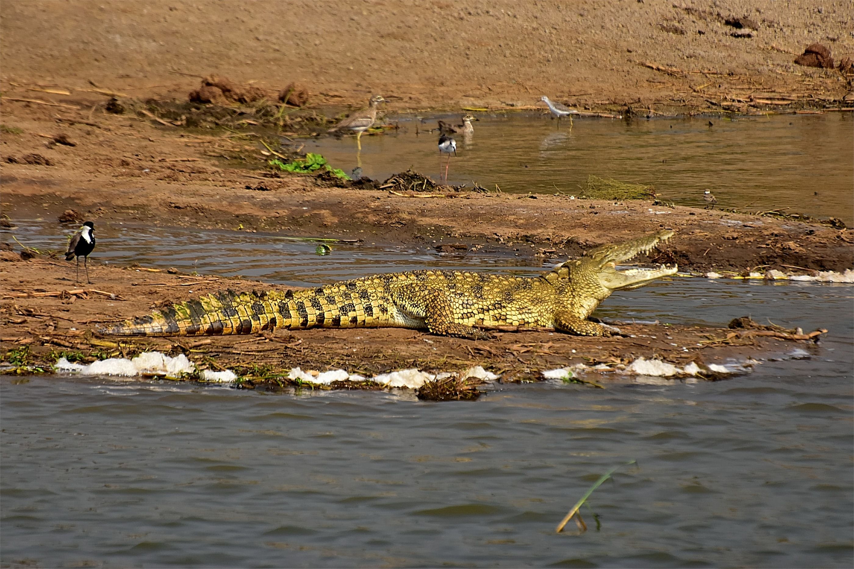 queens and canon safaris tours