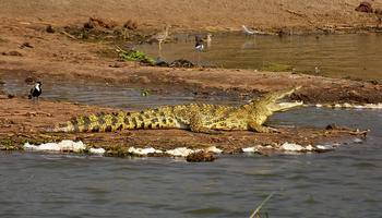 15 days Uganda safari 